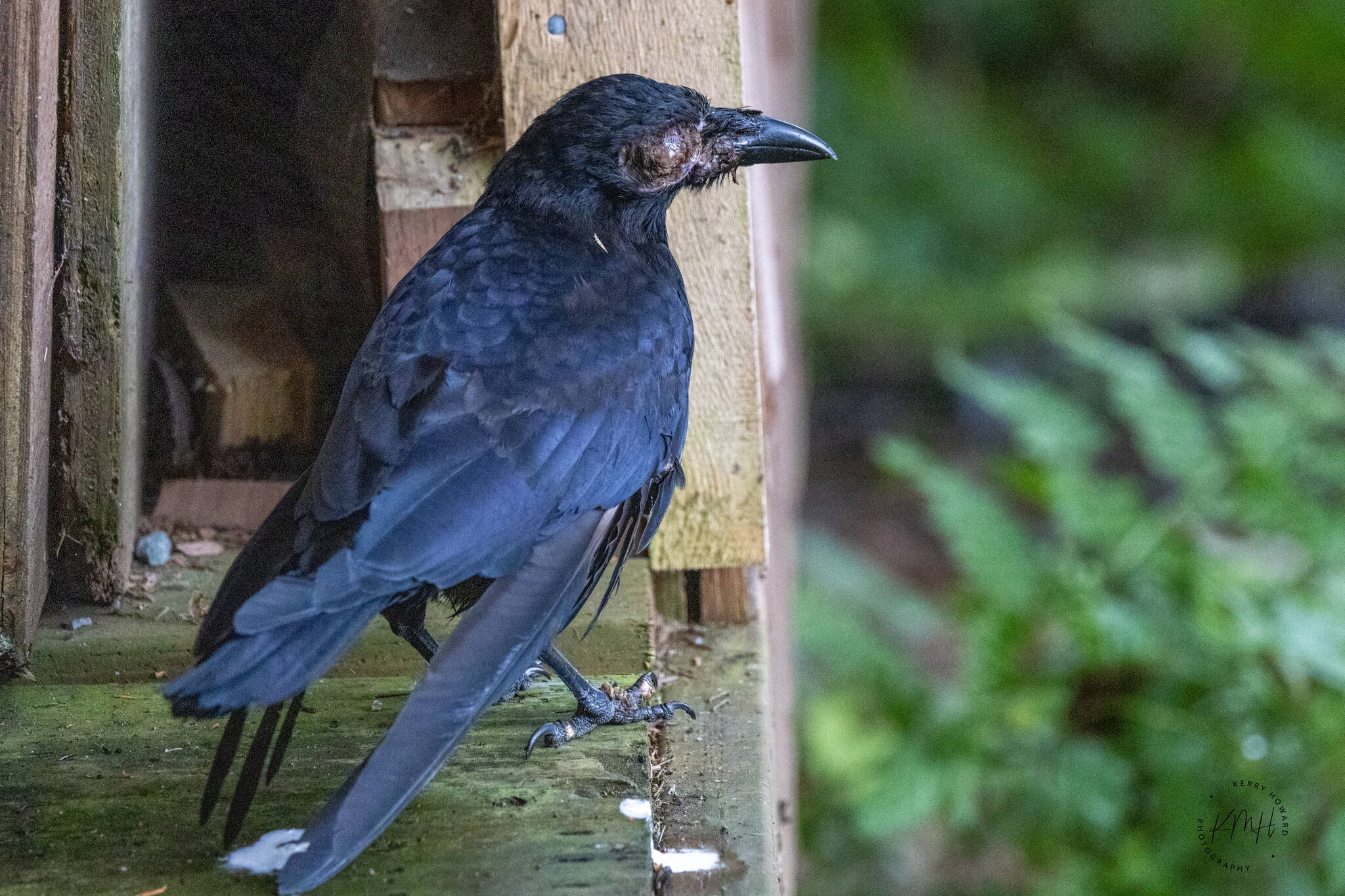 A crow is blinded in one eye with an infection of avian pox. (Photo by Kerry Howard)