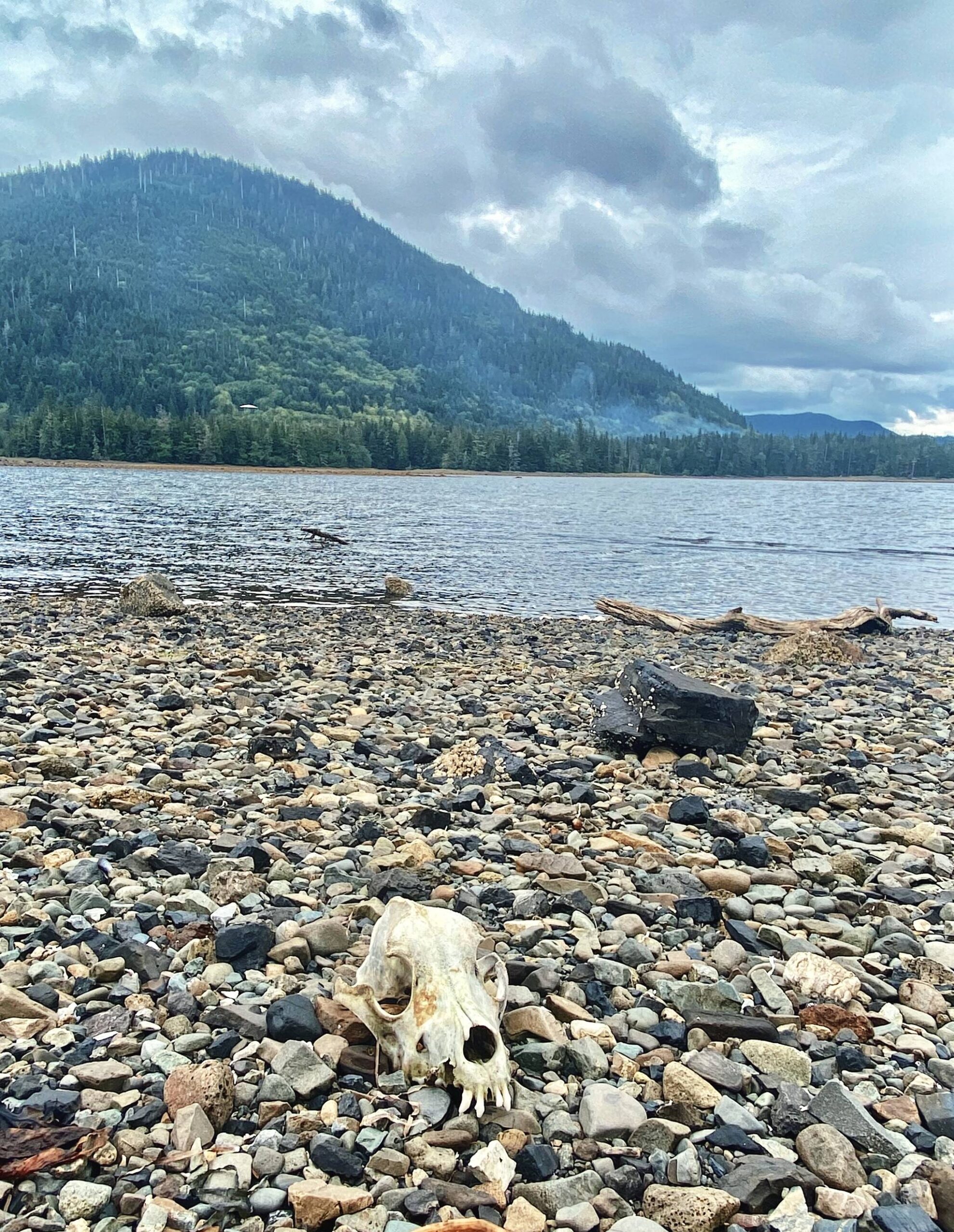 A washed-up skull on the beach in Craig on Sept. 8. (Photo by Marti Crutcher)