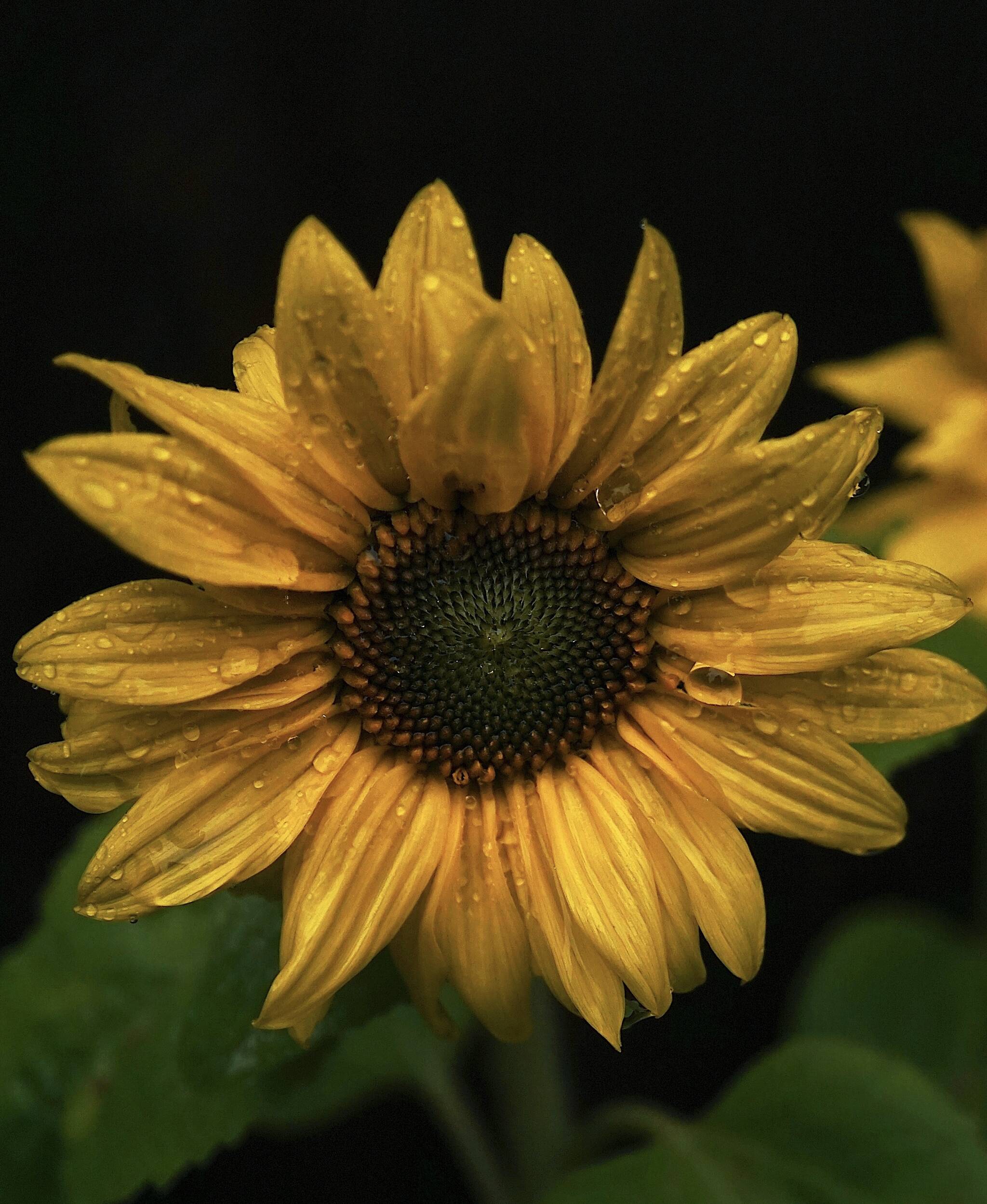 A sunflower on a rainy late summer morning on Prince of Wales Island on Sept. 15. (Photo by Marti Crutcher)