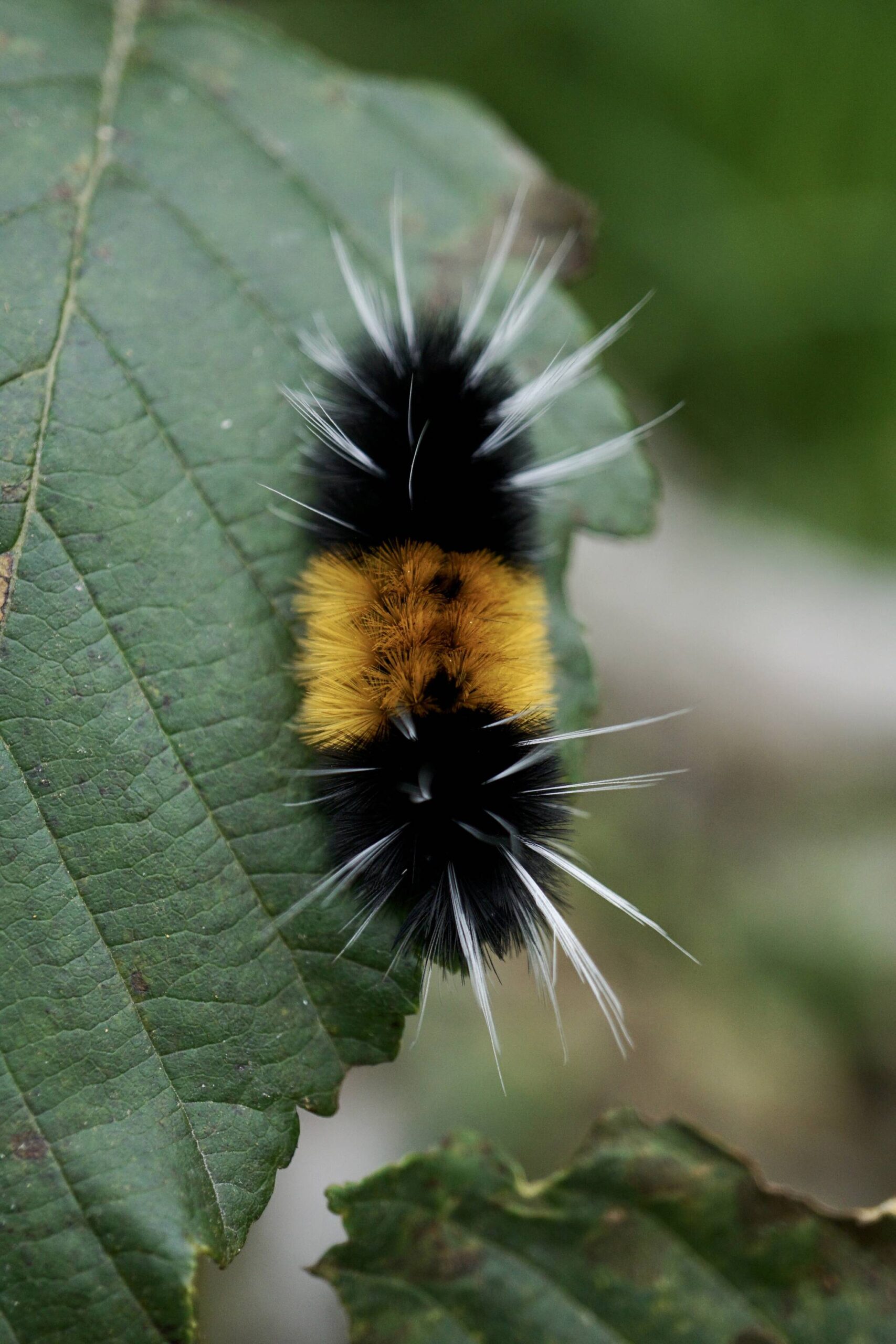 A fuzzy caterpillar munches on a leaf on Prince of Wales Island on Sept. 10. (Photo by Marti Crutcher)
