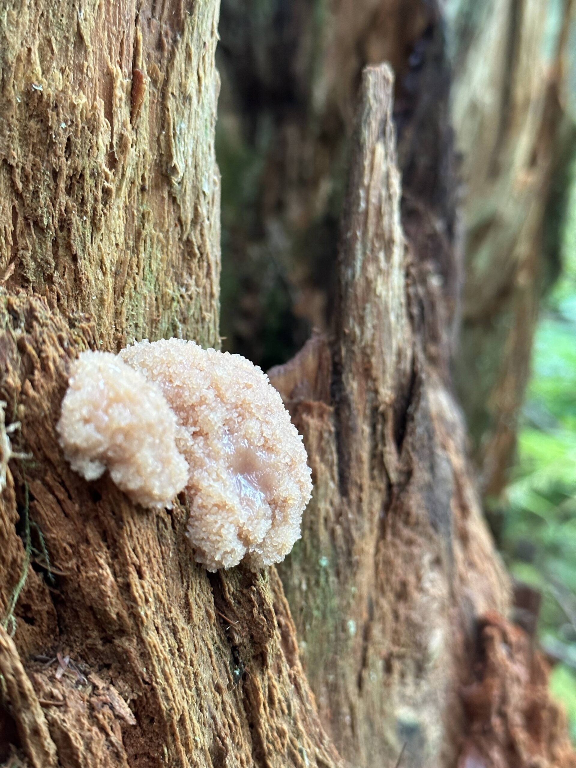 What appears to be slime mold grows on a tree along the Dzantik’i Heeni Loop Trail on Sept. 16. (Photo by Deana Barajas)