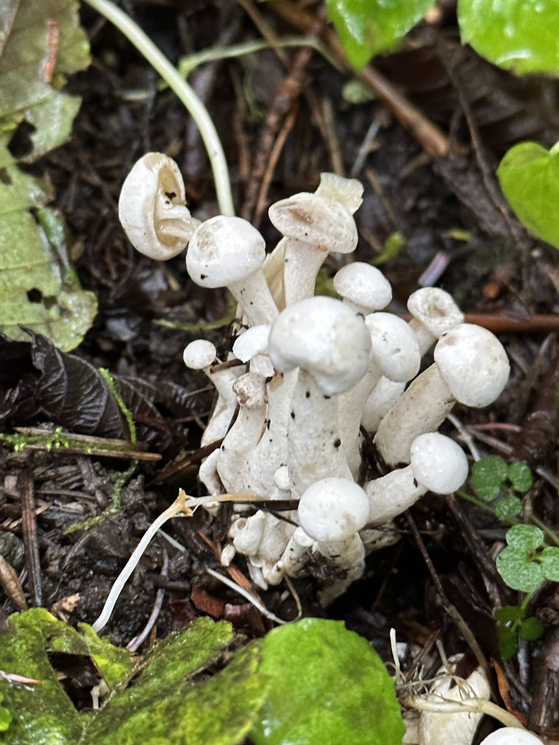 A cluster of mushrooms on the Dzantik’i Heeni Loop Trail on Sept. 16. (Photo by Deana Barajas)