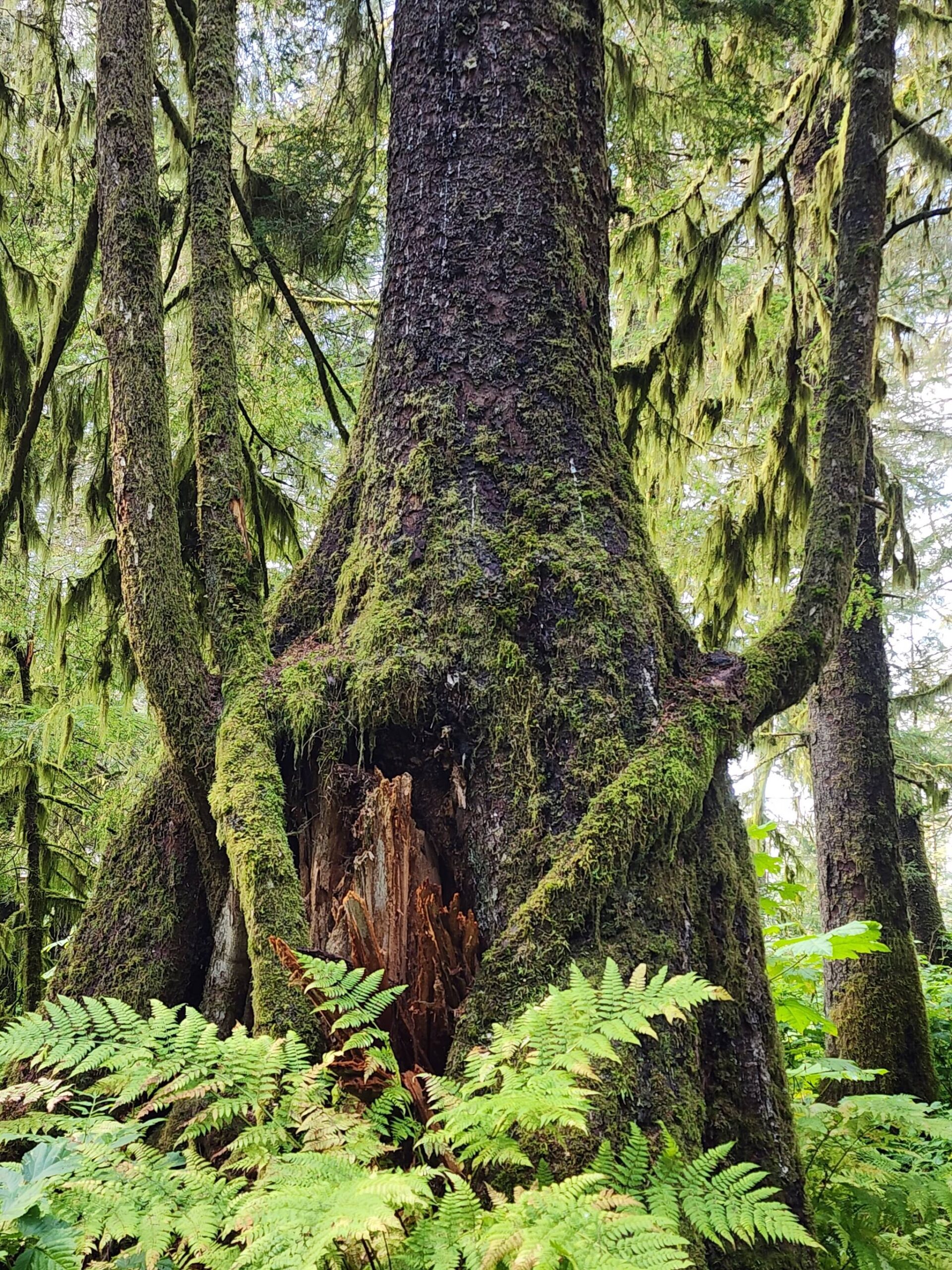 Three generations of tree colonization, starting with an old stump. (Photo by Pam Bergeson)