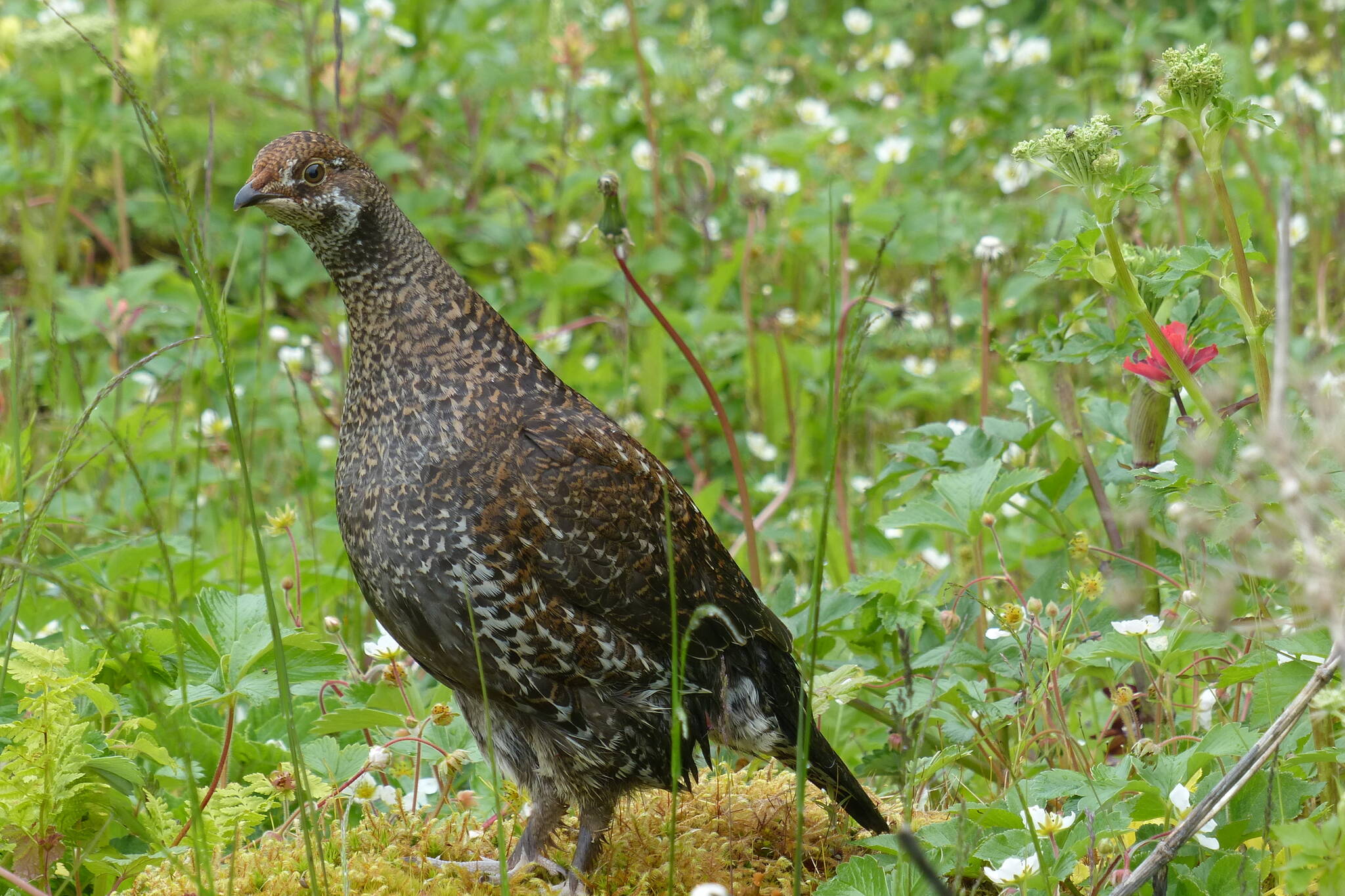 A sooty grouse alertly watches some approaching humans. (Photo by Pam Bergeson)