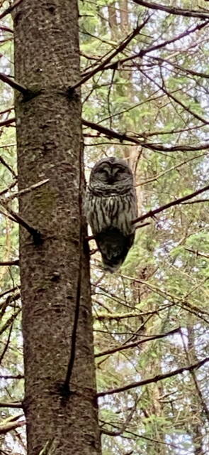 A barred owl along Switzer Loop Trail in August. (Photo by Larry Olson)