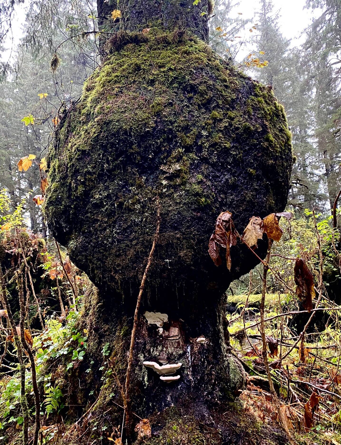 Bear bread looks insignificant under the huge burl of this evergreen tree on Auke Nu Trail on Sept. 30. (Photo by Denise Carroll)