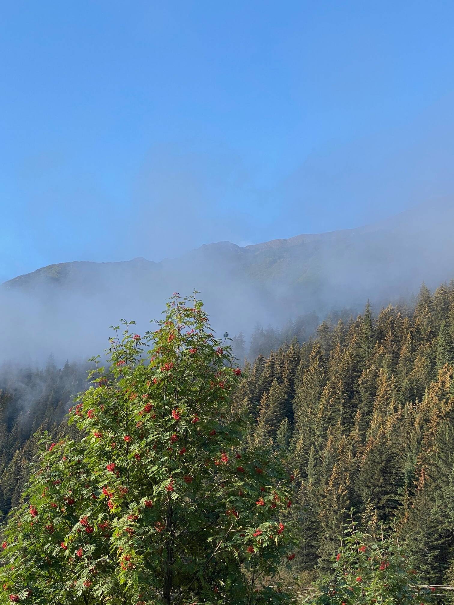 Clouds dissipate over mountain ash and spruce trees in Seward on Sept. 21. (Photo by Denise Carroll)