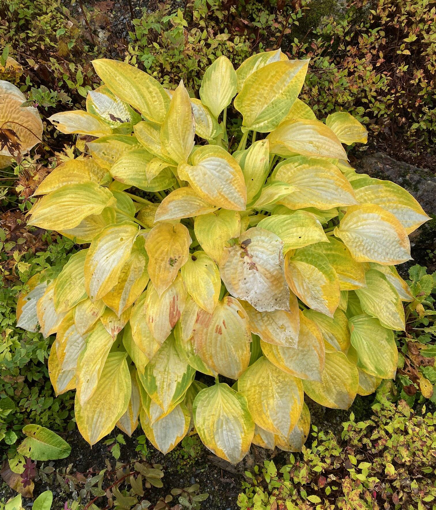 The fall look of a hosta seen above Pioneer Road on Sept. 26. (Photo by Denise Carroll)