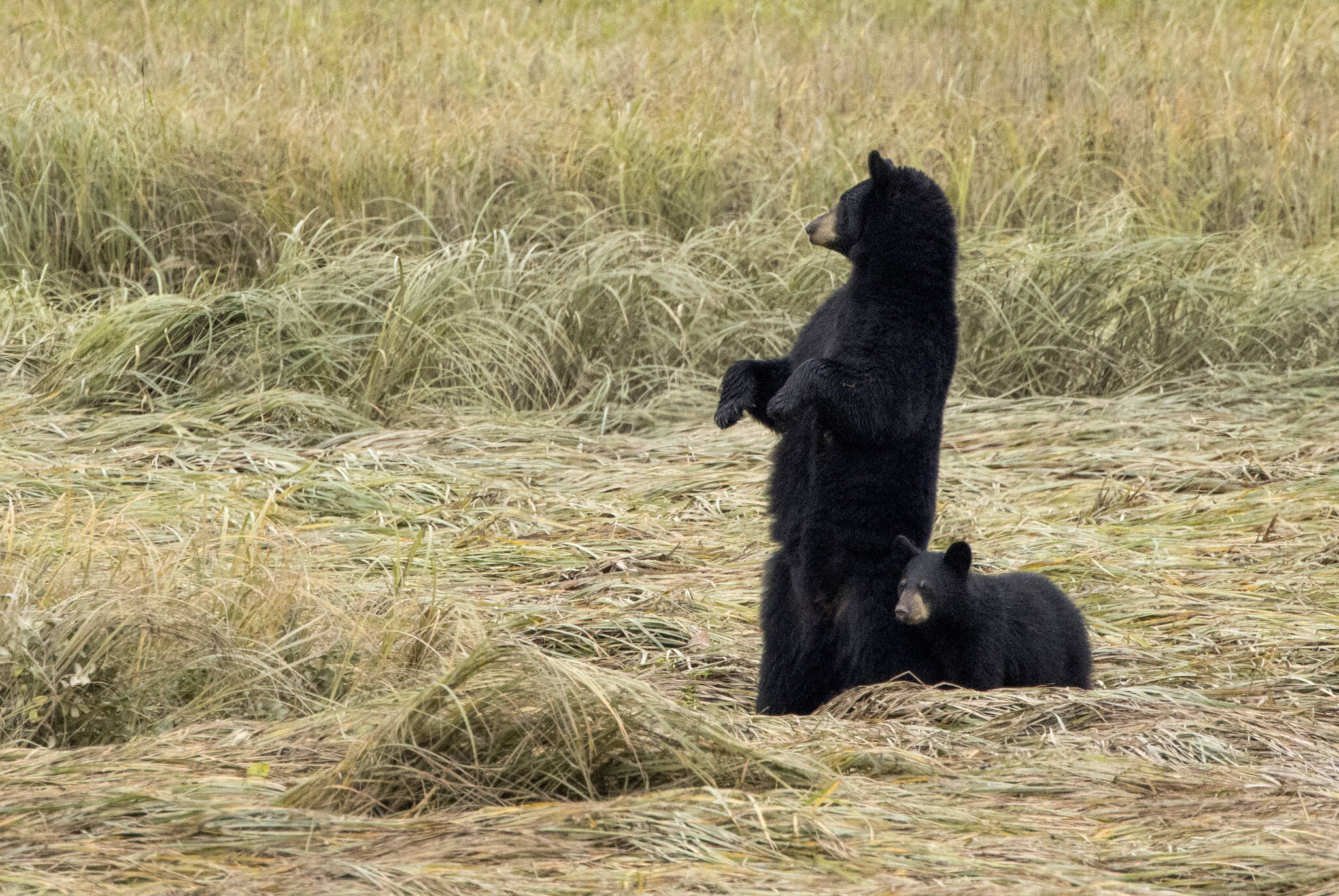 Black bear sow with cub on the Mendenhall Wetlands, just off Egan Expressway on Sept. 5. (Courtesy Photo / Kenneth Gill, gillfoto)