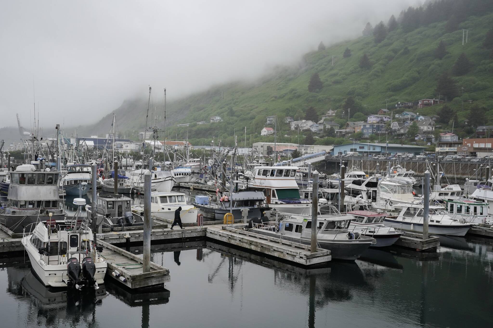 A person walks across the dock at St. Paul Harbor, Thursday, June 22, 2023, in Kodiak. Alaska fishermen will be able to harvest red king crab, the largest and most lucrative of all the Bering Sea crab species, for the first time in two years, offering a slight reprieve to the beleaguered fishery beset by low numbers likely exacerbated by climate change. (AP Photo/Joshua A. Bickel, File)
