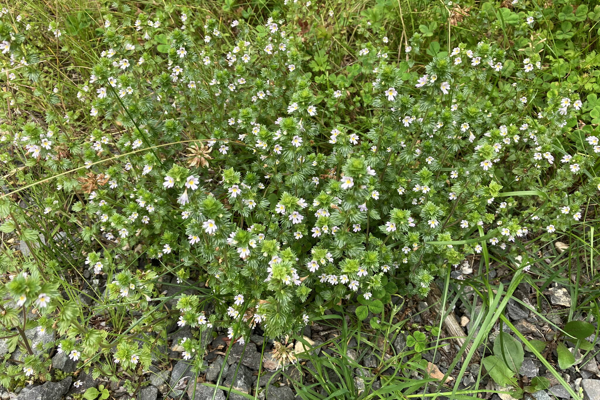 Eyebright has a long flowering season, continuing even into October. (Photo by Mary F. Willson)