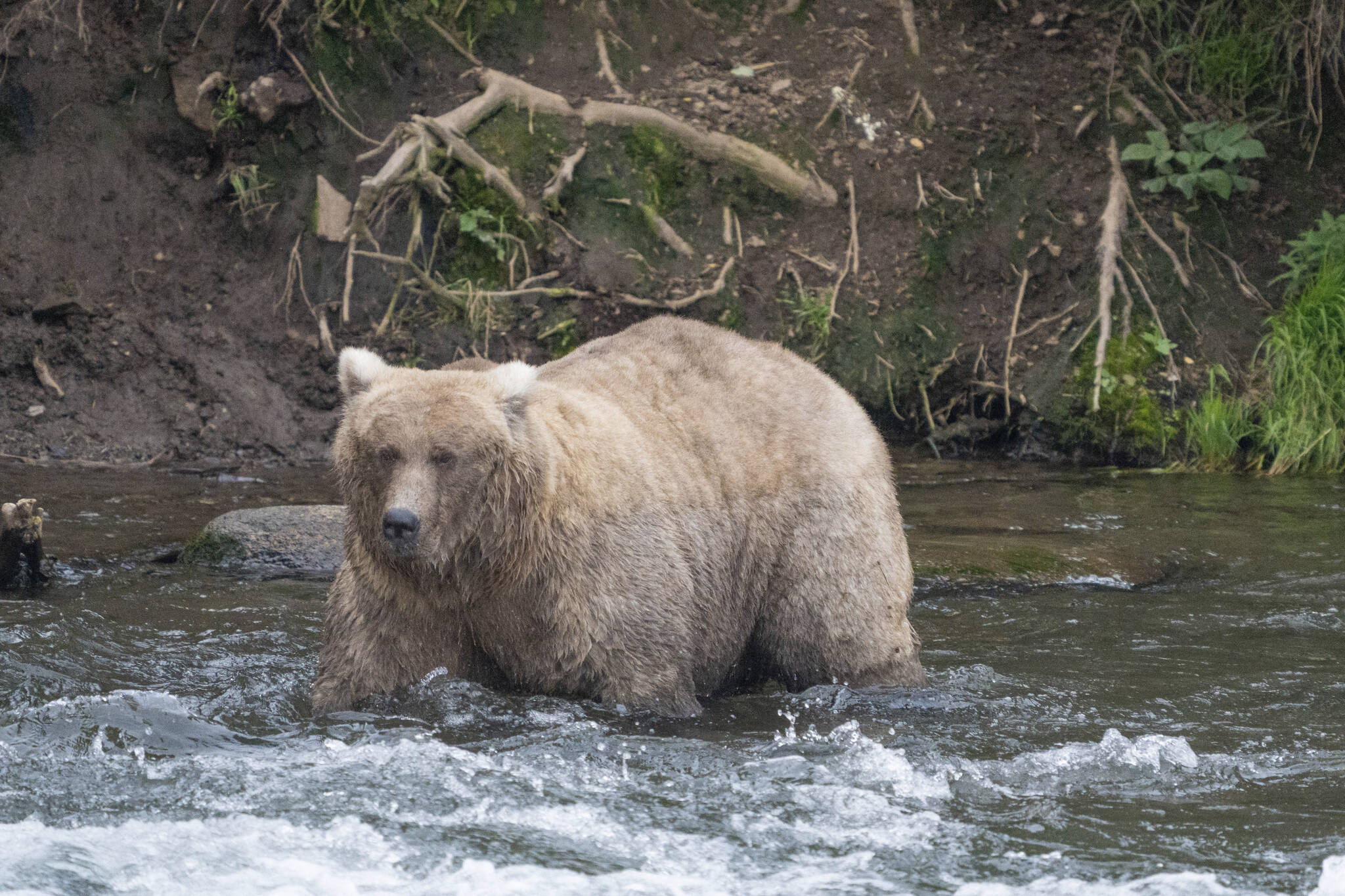 In this photo provided by the National Park Service is Grazer, the winner of the 2023 Fat Bear Contest, at Katmai National Park on Sept. 14, 2023. The park holds an annual contest in which people logging on to live webcams in park pick the fattest bear of the year. Grazer had 108,321 votes to handily beat Chunk, who has 23,134 votes, in the finals on Tuesday. (F. Jimenez/National Park Service via AP)