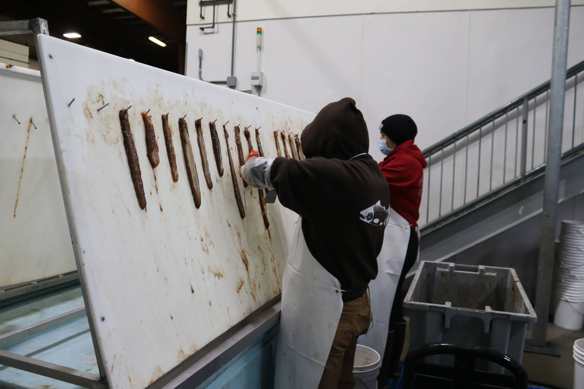Workers at Alaska Glacier Seafoods clean sea cucumbers, separating meat from skin, at the processing plant on Thursday. In recent years the company has been shipping most of the product to domestic markets. (Meredith Jordan/ Juneau Empire)