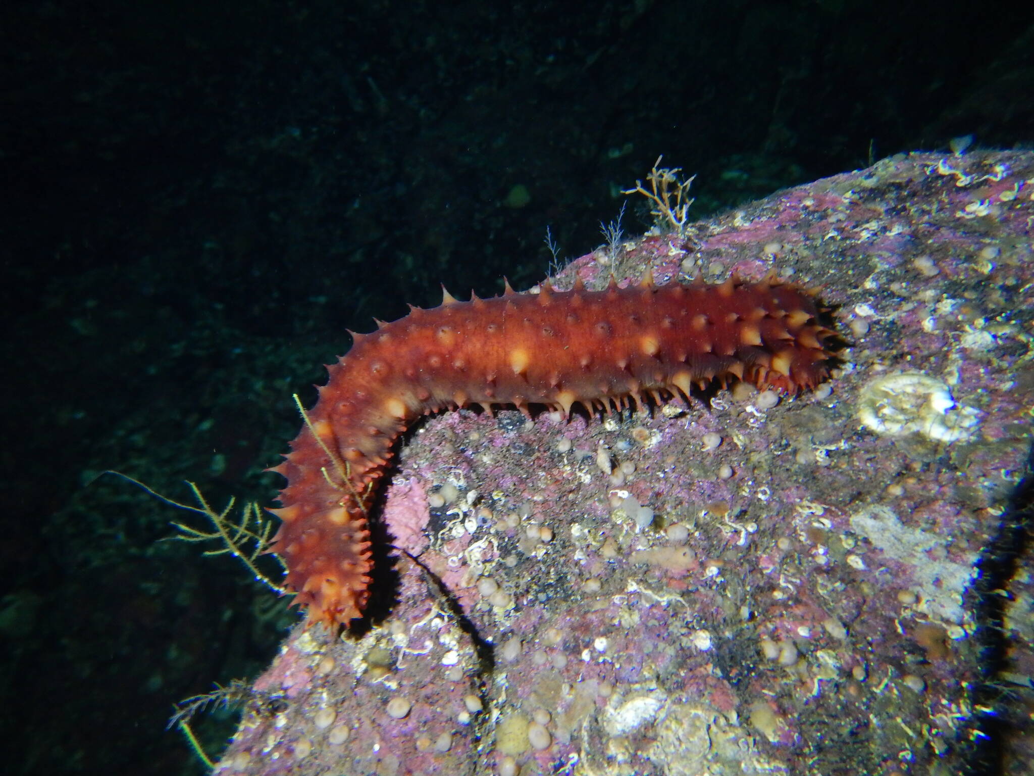 A look at the sea cucumber in its natural habitat. The season kicked off on Oct. 2 with improved prices from last year and numbers as predicted by fishery managers. (Photo courtesy of the Alaska Department of Fish and Game)