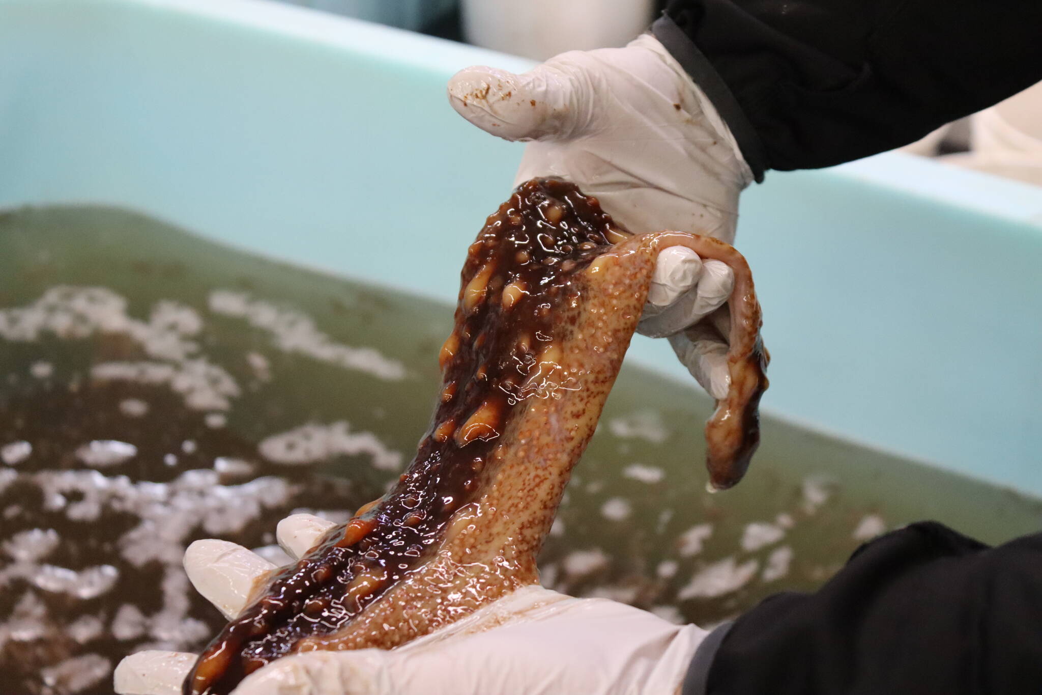 Meredith Jordan/ Juneau Empire
A manager at Alaska Glacier Seafood shows a filleted sea cucumber ready for further processing.