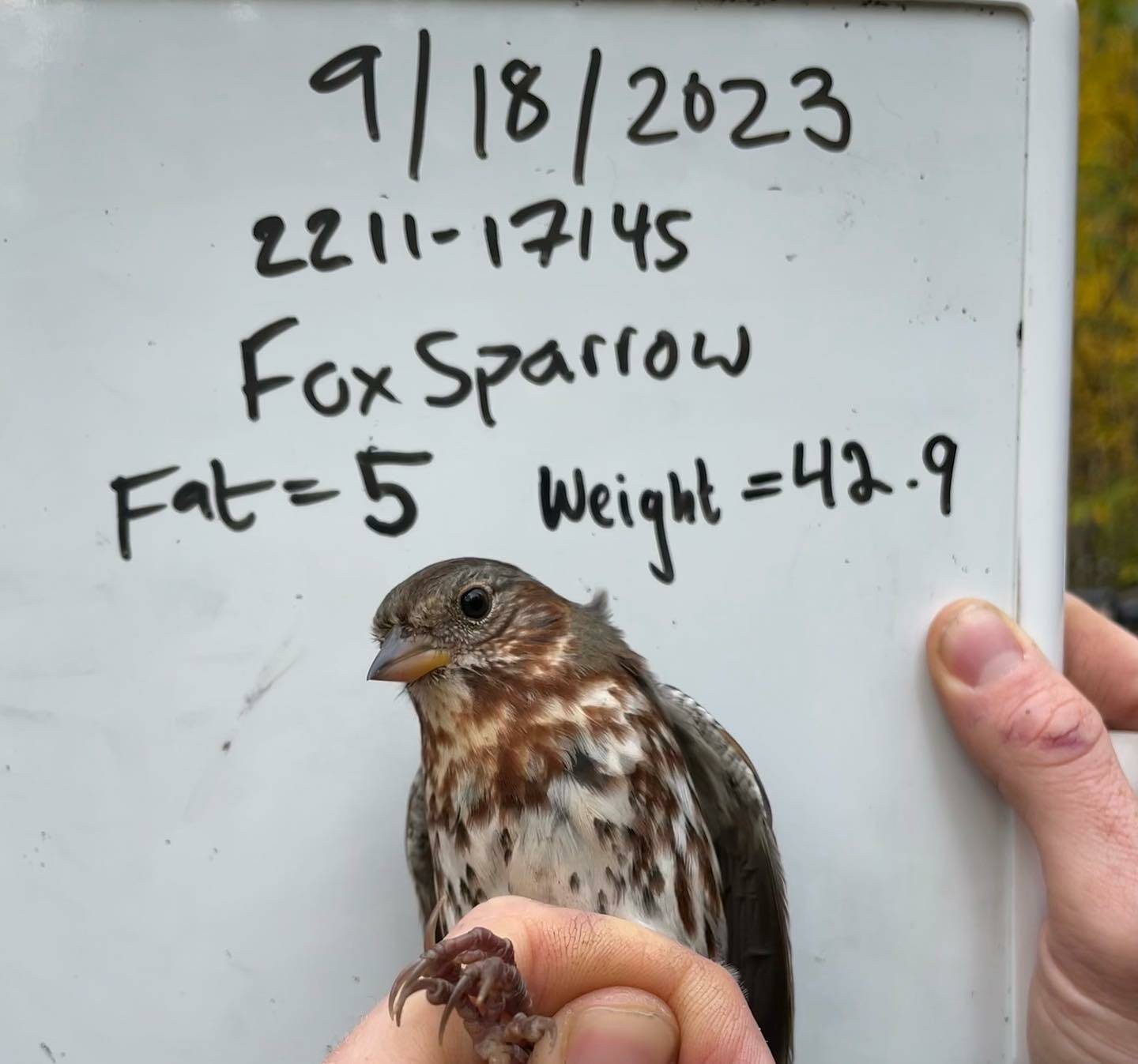 A fox sparrow captured a few times at the Creamer’s Field Migration Station waits for release in the hand of a biologist, who judged this bird to have a fat value of 5 out of a possible 7. (Photo courtesy of Alaska Songbird Institute)