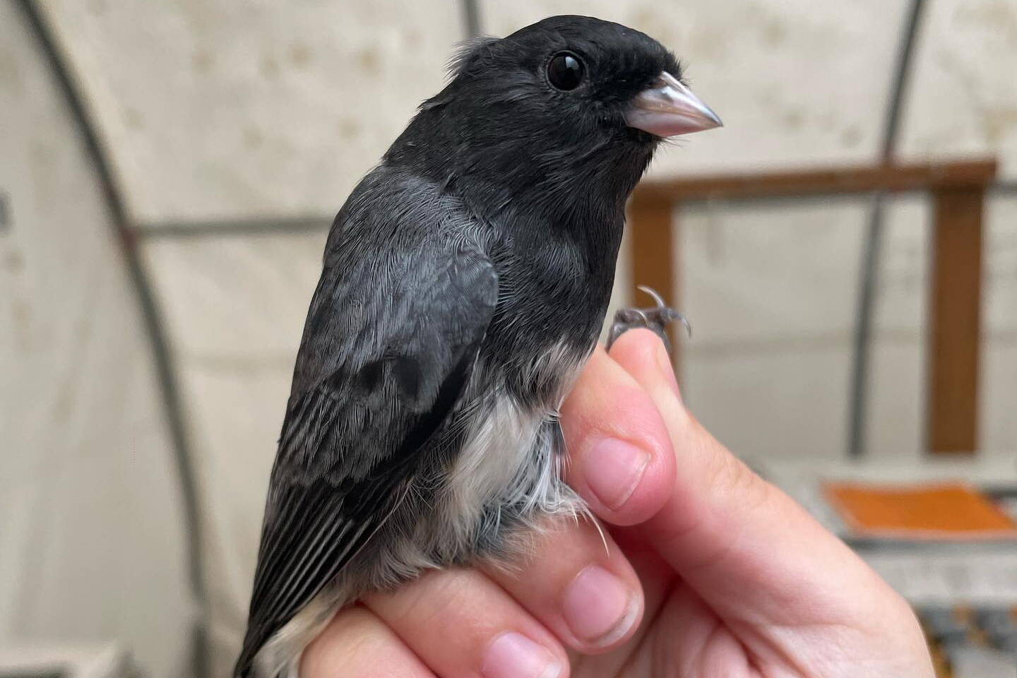 A slate-colored junco awaits release back into the forest after biologists at Creamers Field Migration Station noted it was their 2,000th songbird capture of the season. (Photo courtesy of Alaska Songbird Institute)