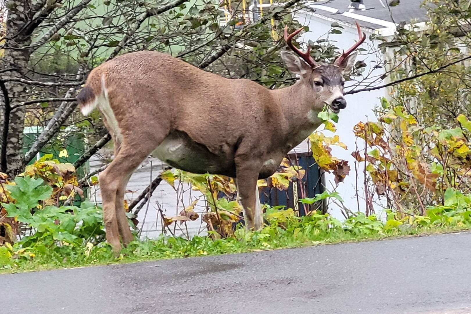 Three-point buck eating greens near tank farm south of downtown Juneau on Oct. 7. (Photo by Steve Hamilton)