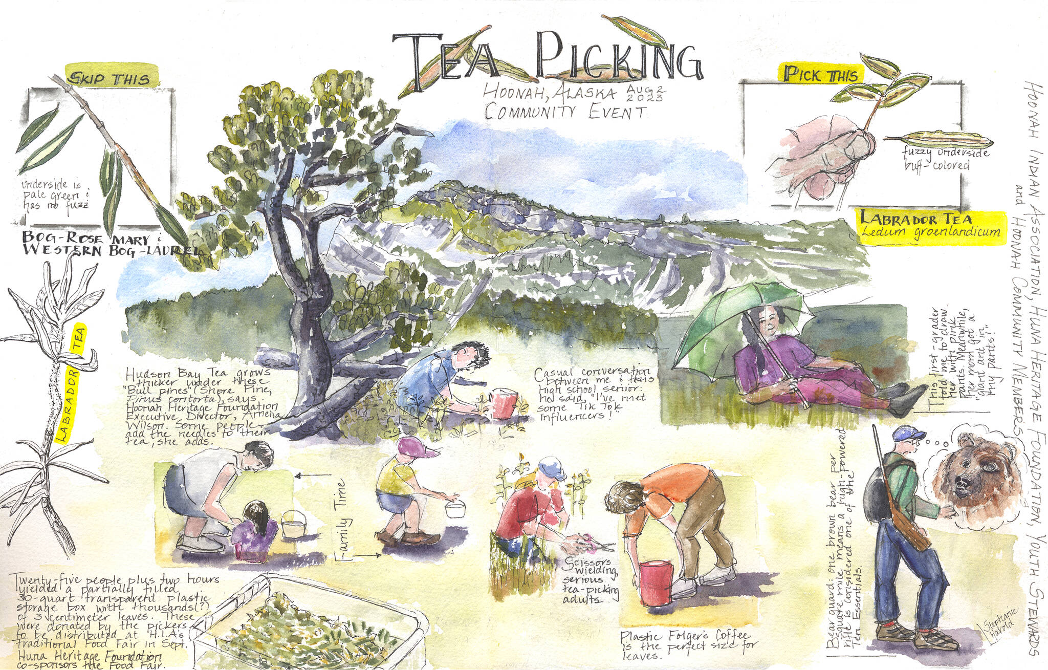 A sketch shows the tea picking process for the annual Traditional Food Fair in Hoonah on Sept. 9. (Sketch by Stephanie Harold)