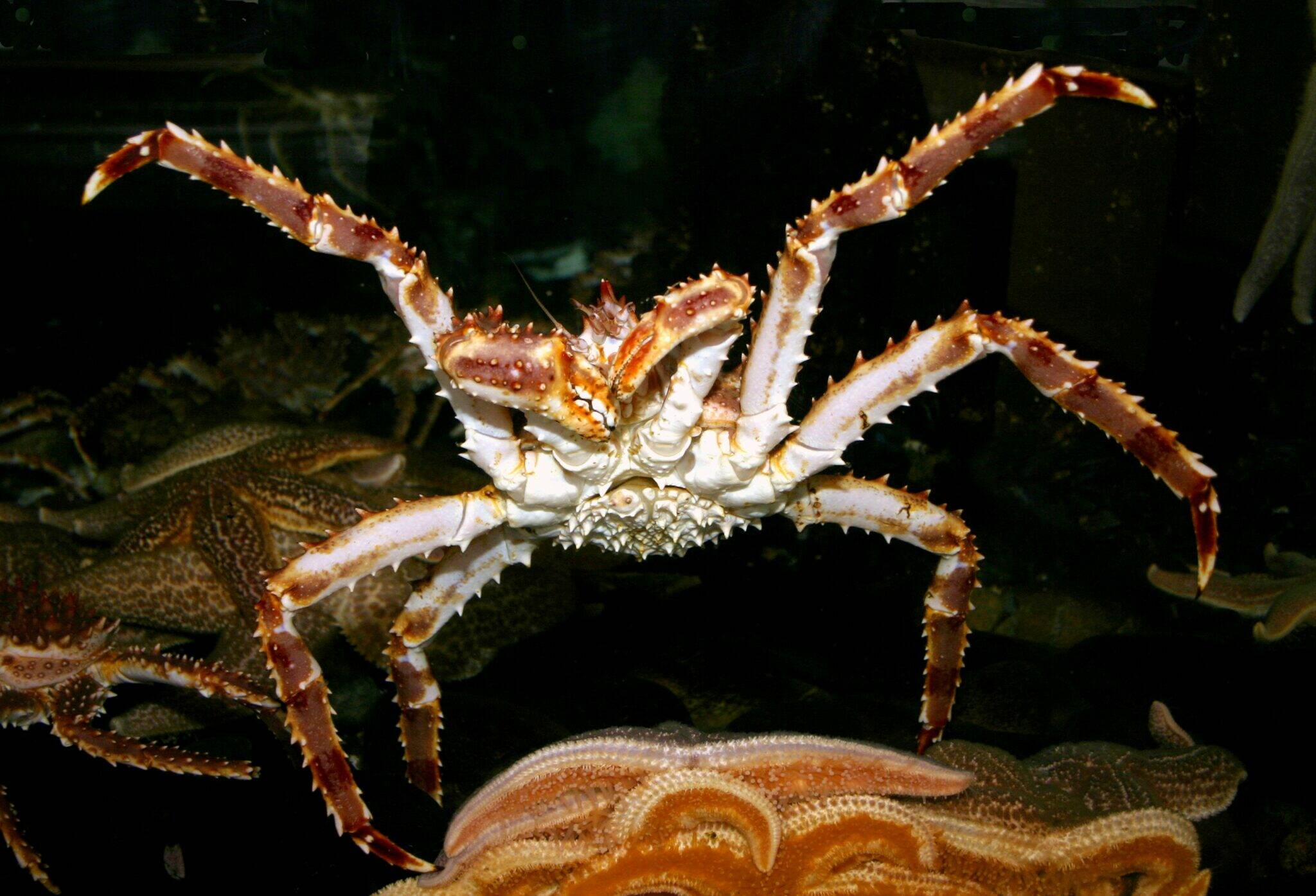 A red king crab is seen in the water at Kodiak in 2005. Surveys this year indicated that stocks in the Bering Sea are strong enough to allow a small Bristol Bay red king crab fishery after two years of closures. (Photo by David Csepp/National Oceanic and Atmospheric Administration)