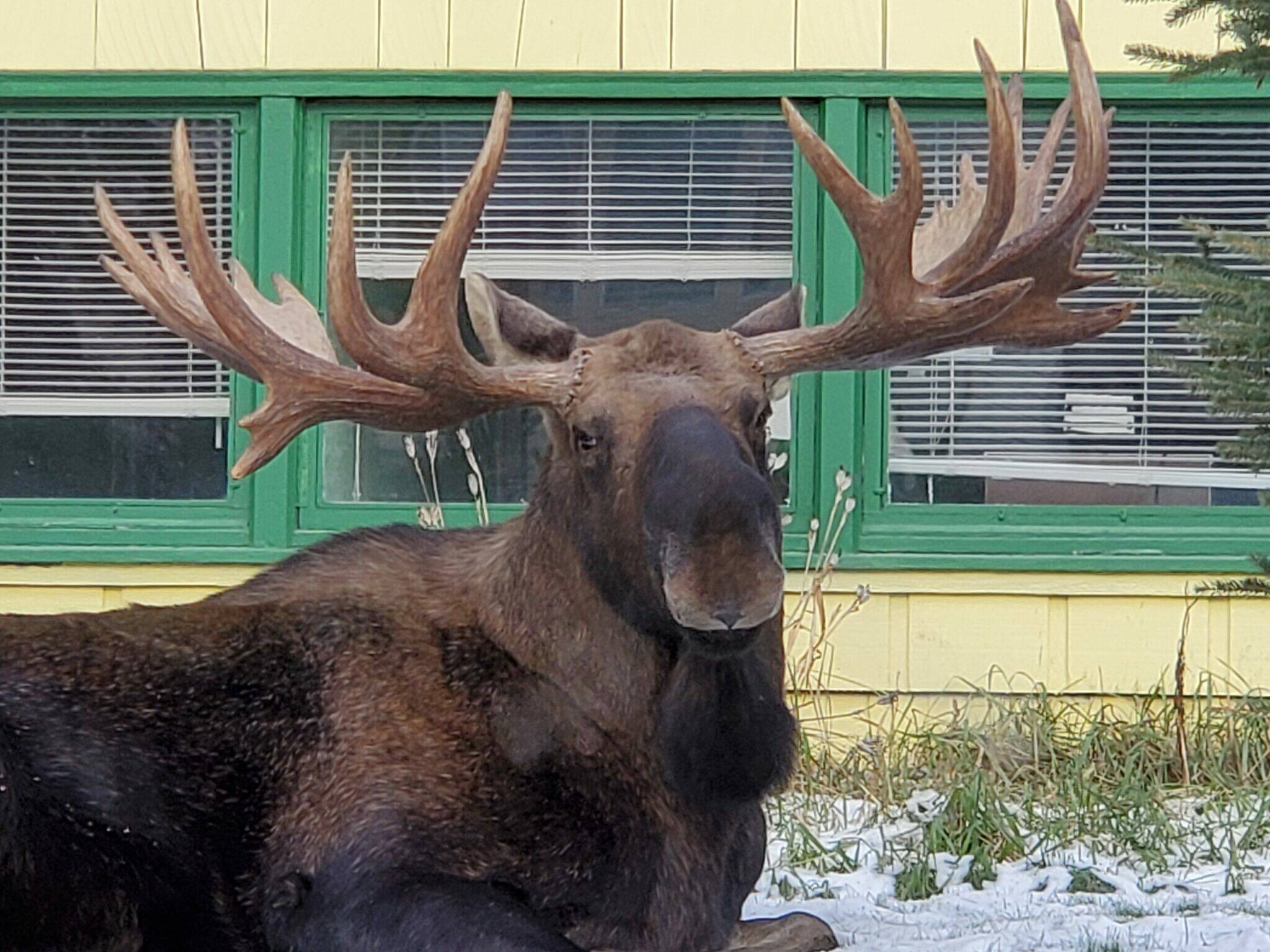 A moose is seen in Midtown Anchorage on Oct. 31, 2022. (Photo by Yereth Rosen/Alaska Beacon)