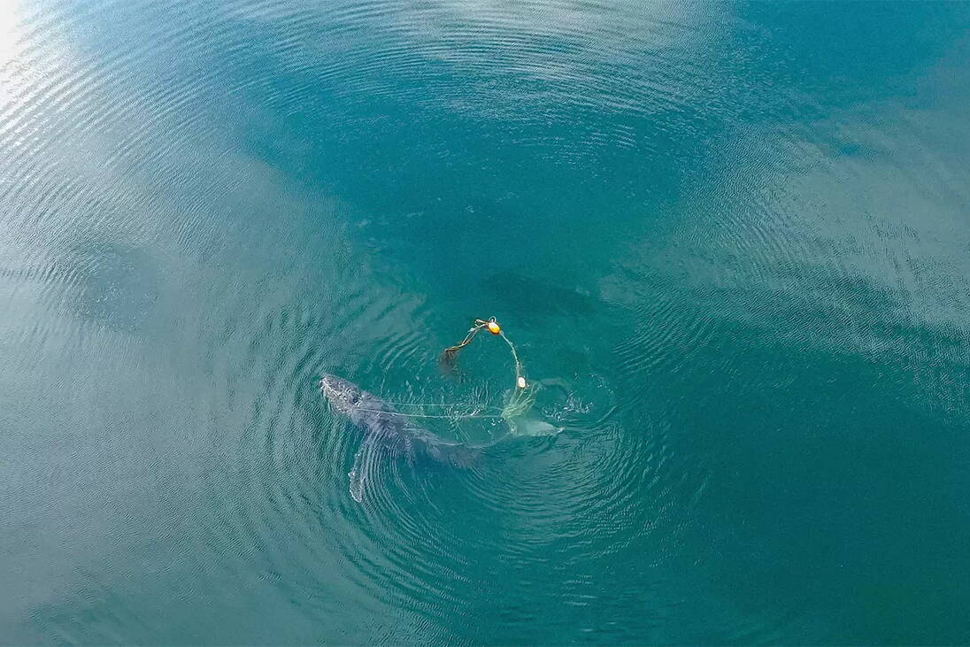 An entangled humpback whale seen from above on Oct. 10 near Glacier Bay National Park and Preserve. (Photo by Sean Neilson, NOAA MMHSRP Permit No. 24359)