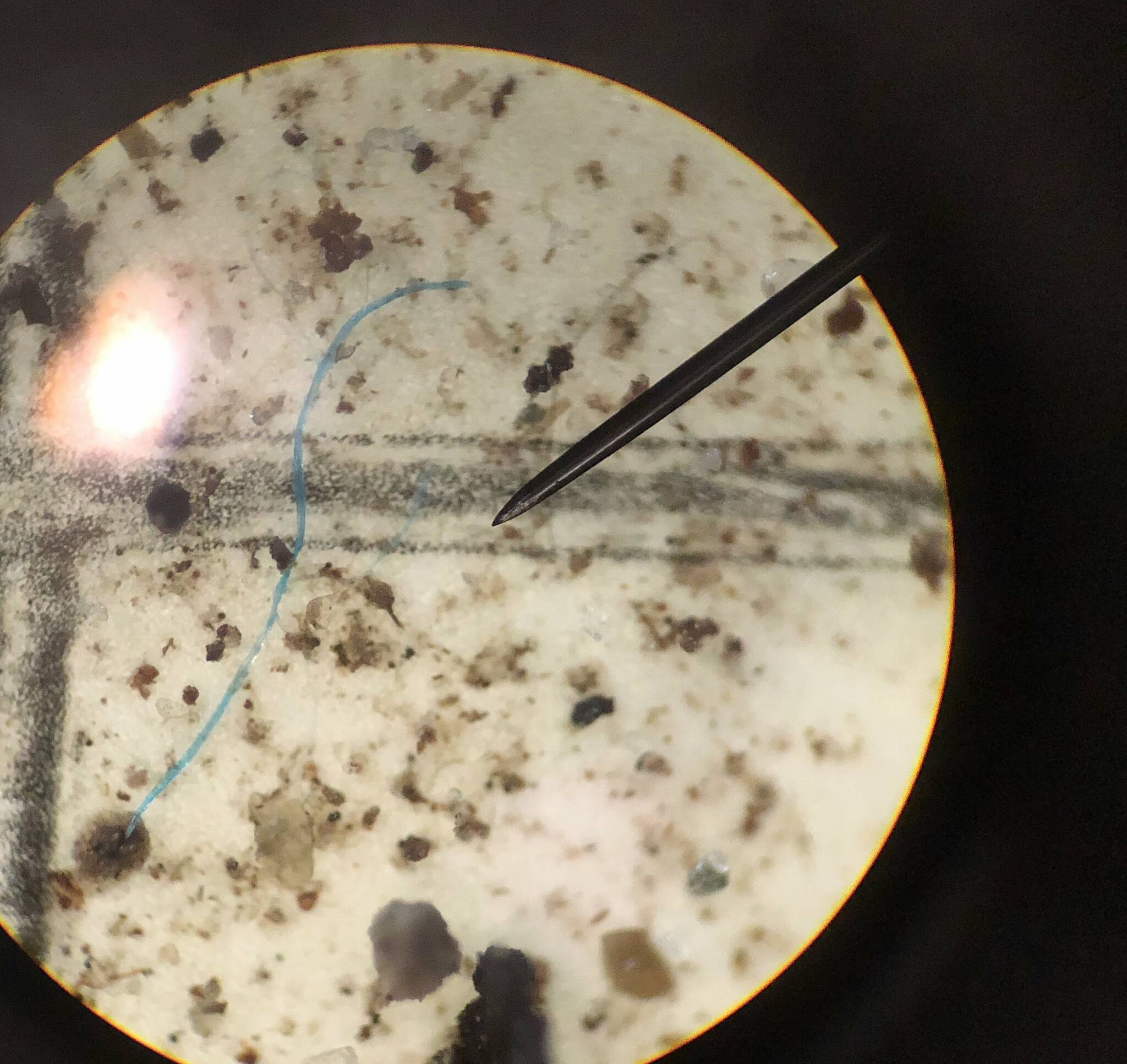 A tiny blue plastic fiber that fell within a raindrop in the Thane area of Juneau. The view is of filter paper that captured the plastic fiber, as viewed through a microscope. (Photo courtesy Sonia Nagorski)
