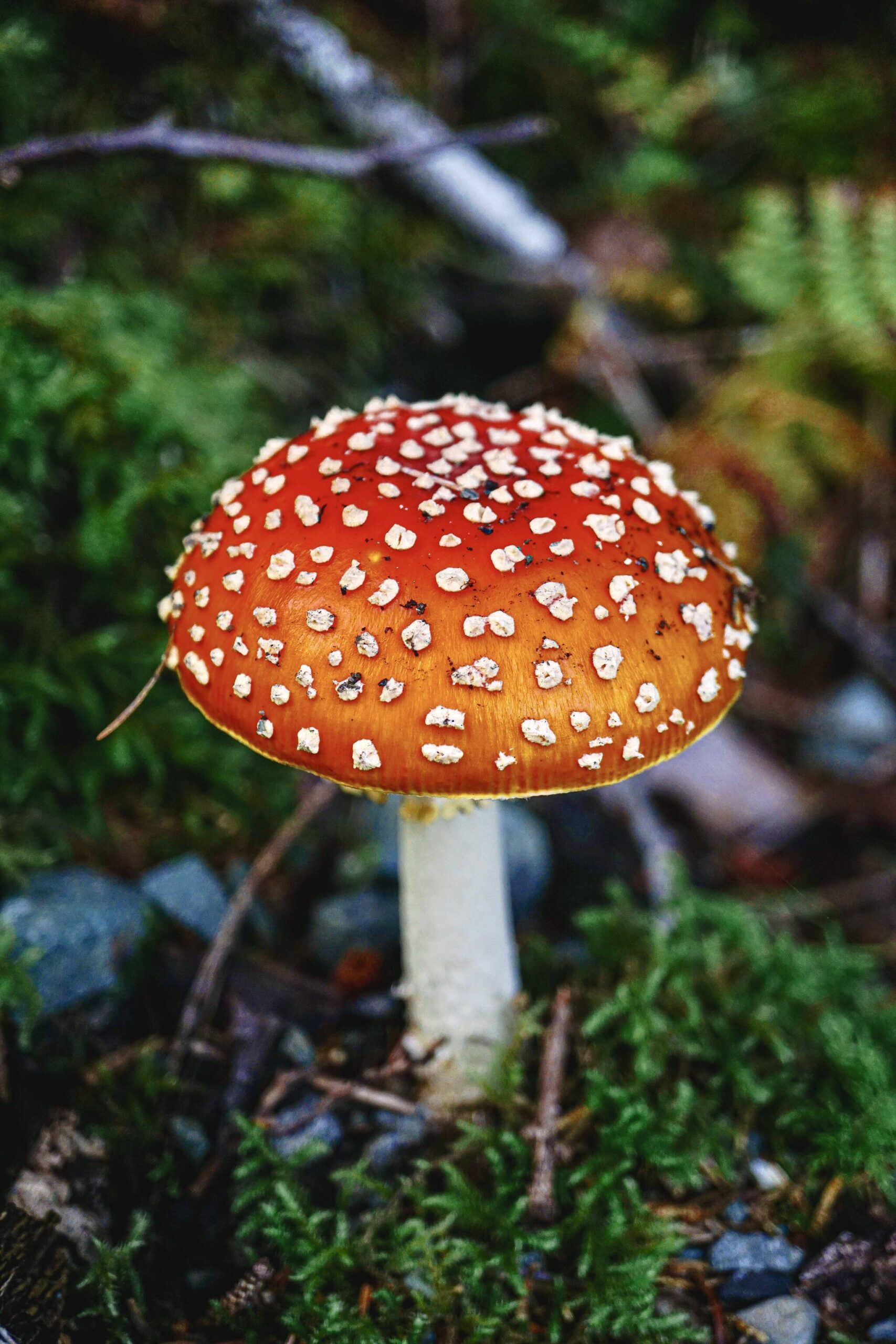 A brightly colored Amanita mushroom on Prince of Wales Island on Oct. 15. (Photo by Marti Crutcher)