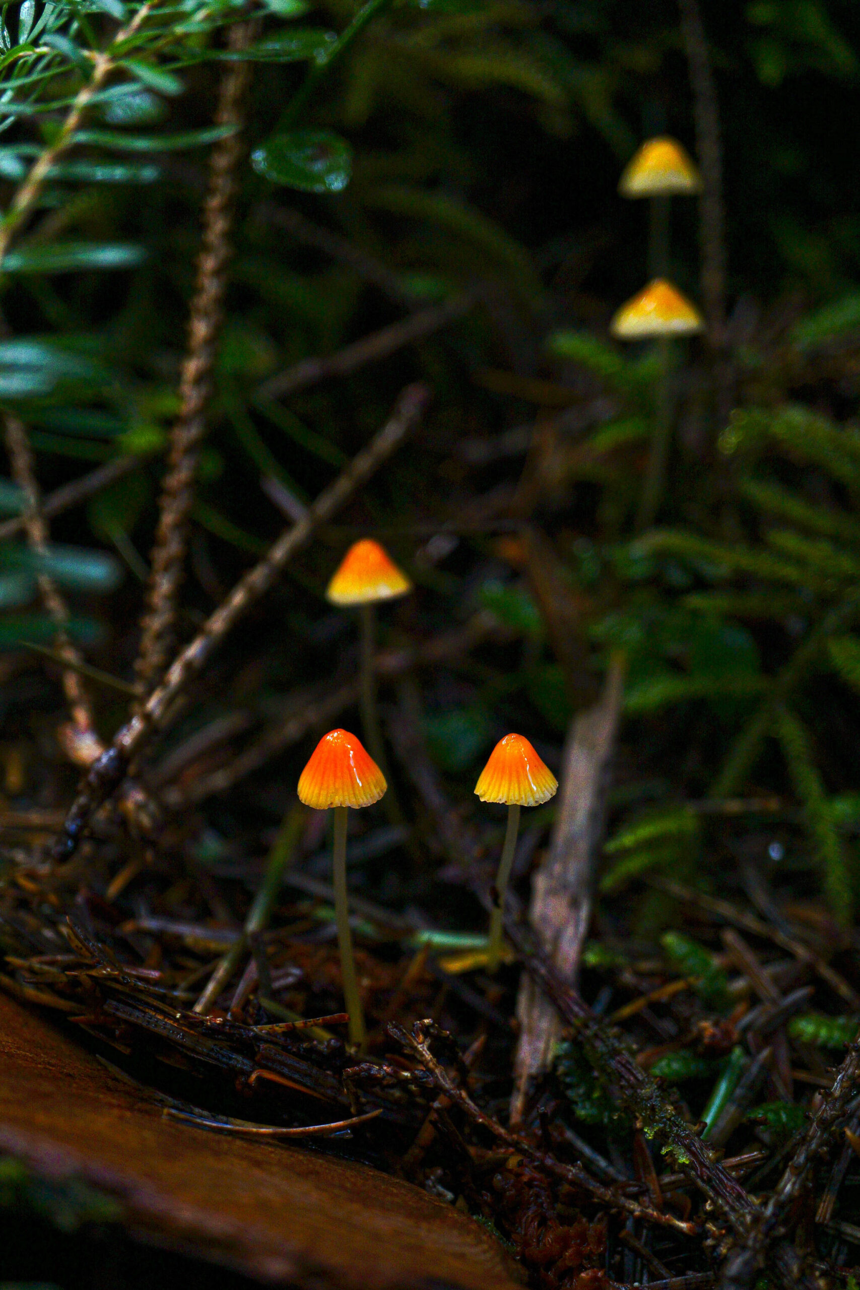 Small mushrooms resembling candy corn on Prince of Wales Island on Oct 15. (Photo by Marti Crutcher)