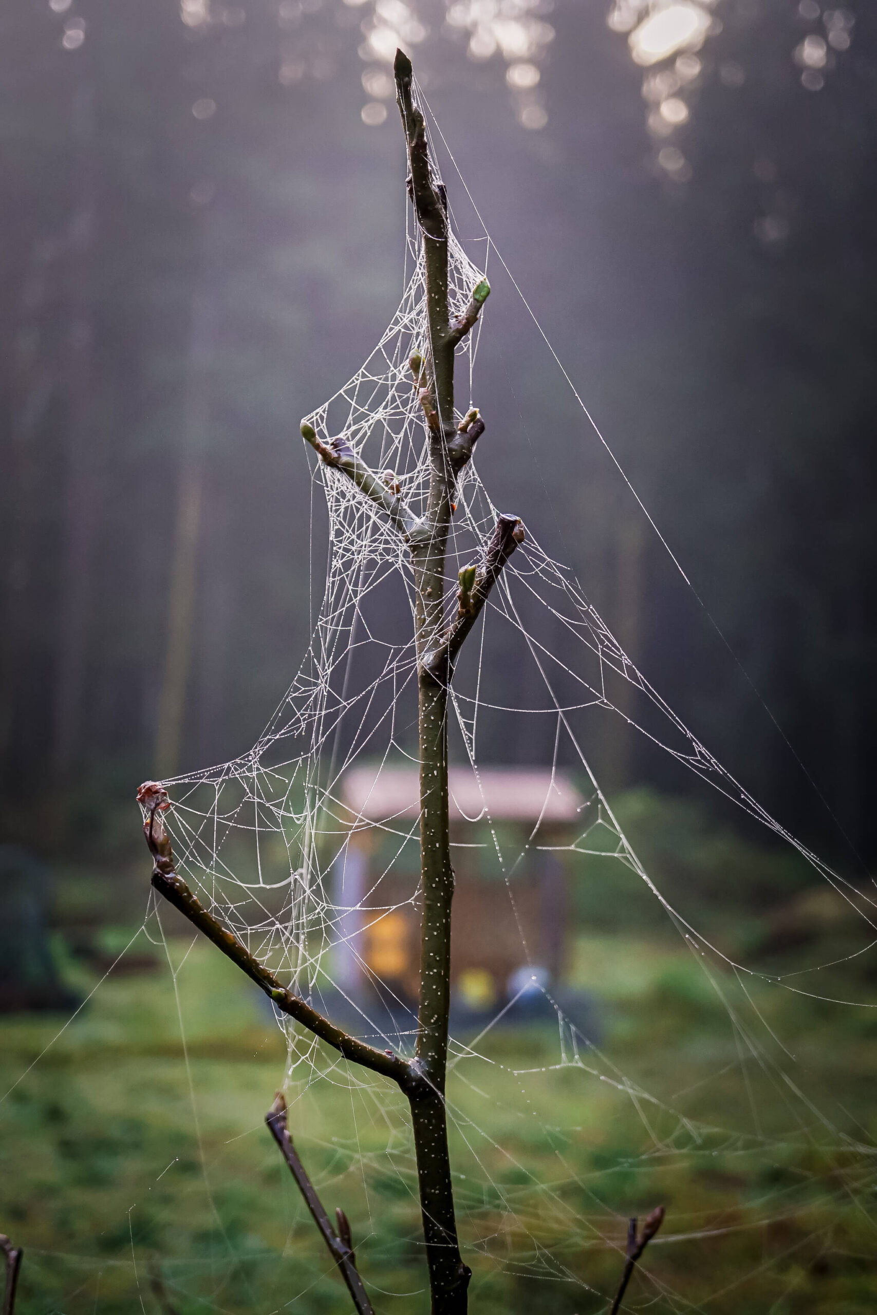 Dew-coated spider webs drape the top of an alder tree on Prince of Wales Island on Oct. 20. (Photo by Marti Crutcher)