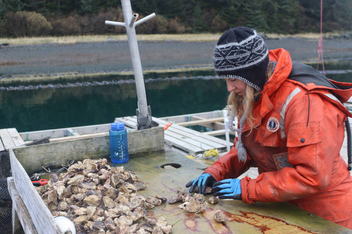 Pushing to expand mariculture in Alaska (Part 1) A day in the life of