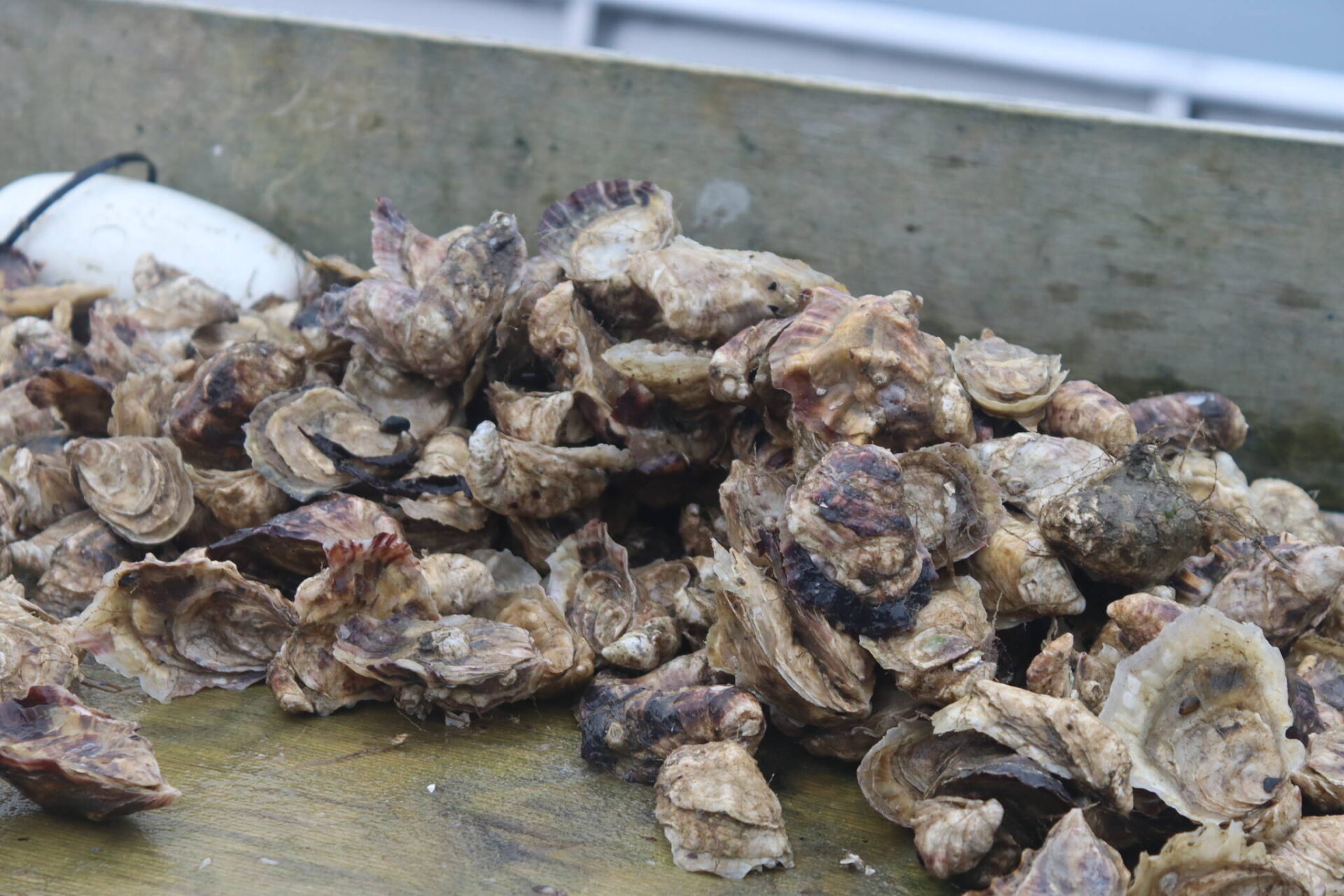 Pushing to expand mariculture in Alaska (Part 1) A day in the life of