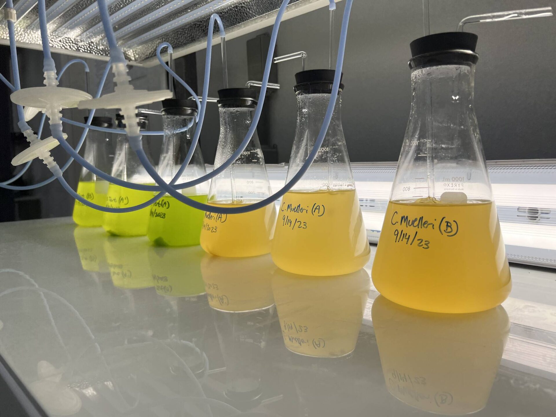 Pushing to expand mariculture in Alaska (Part 2) The pearl in