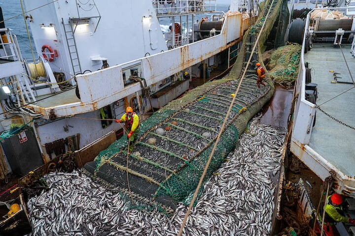 Crew members adjust the net as it releases fish aboard the Northern Hawk factory trawler on Saturday, Aug. 5 in the Bering Sea. (Photo by Loren Holmes/Anchorage Daily News)