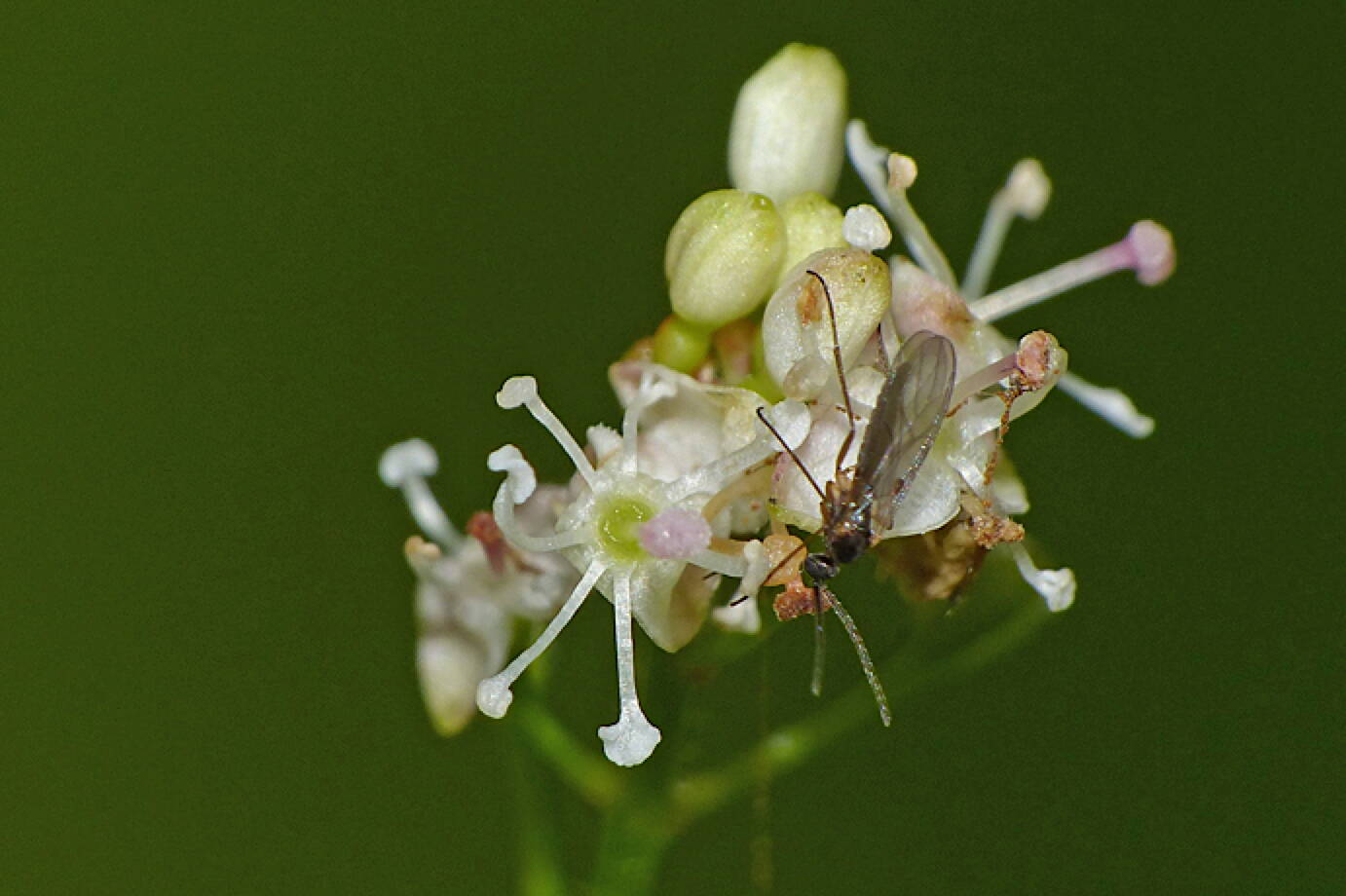 The flowers of enchanter’s nightshade are tiny and often self-pollinating. (Photo by Bob Armstrong)
