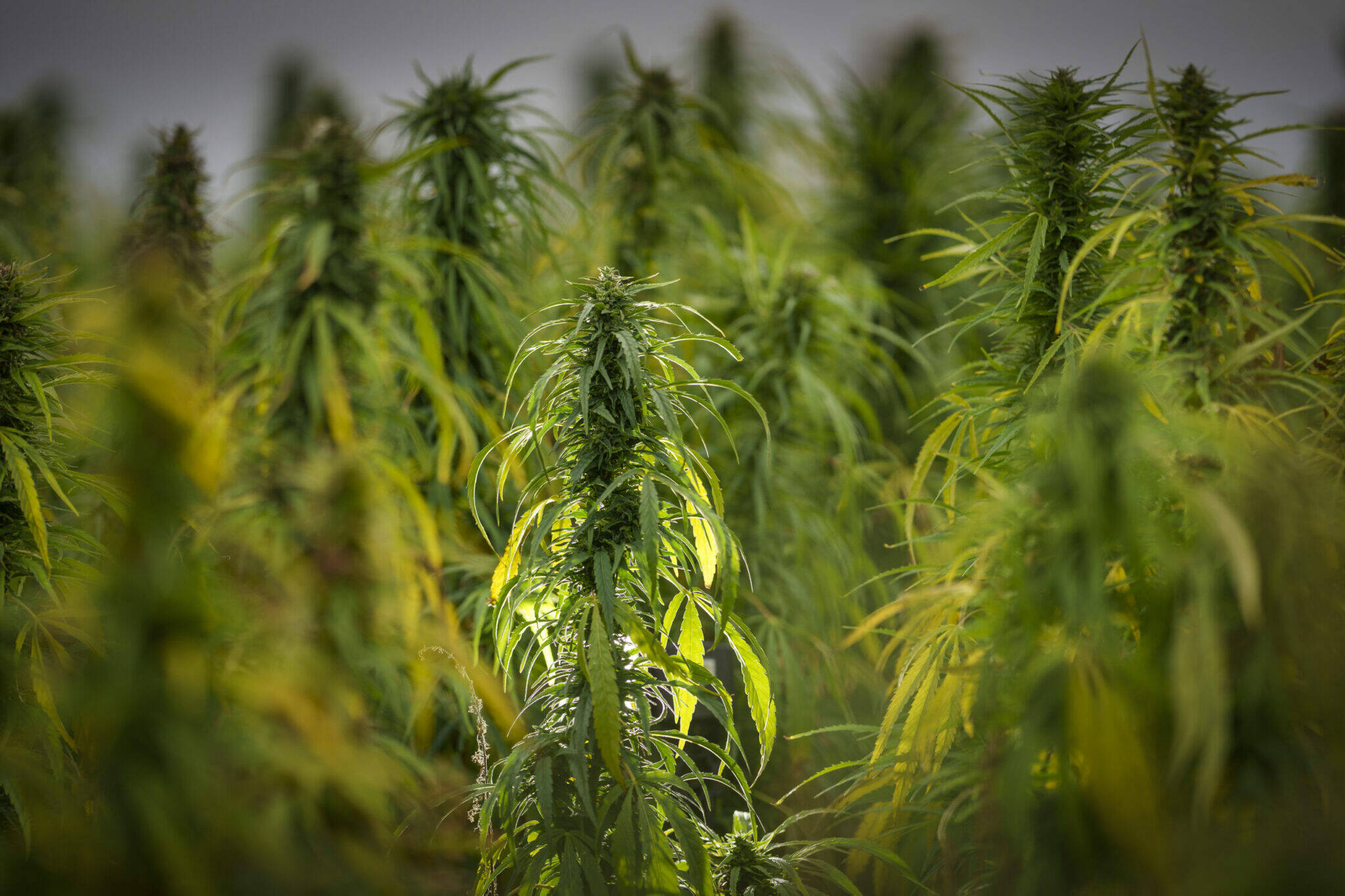A hemp crop waits to be harvested in Lincolnshire for British CBD oil producer Crop England on Aug. 27, 2021, in Grantham, England. (Photo by Christopher Furlong/Getty Images)