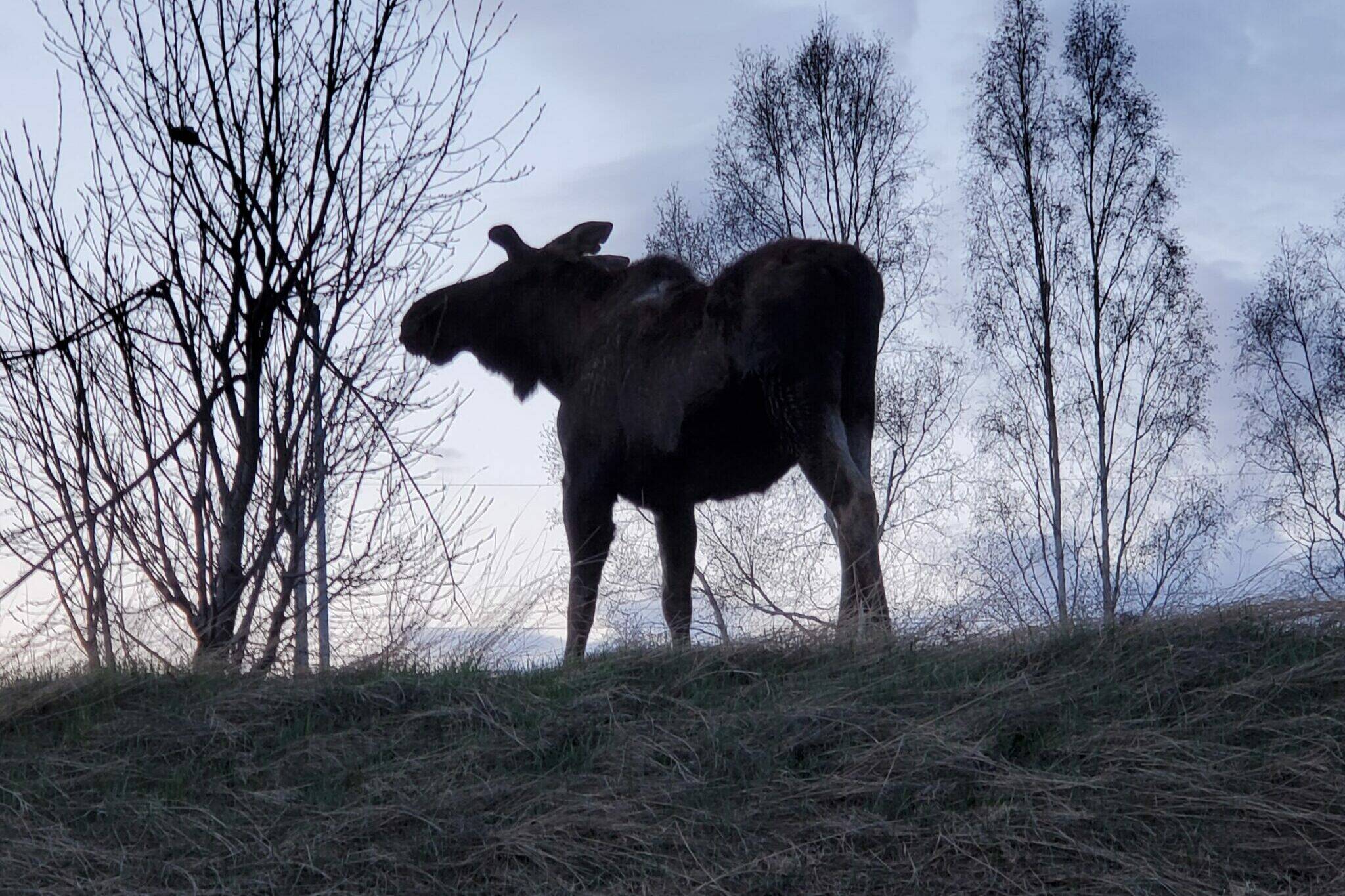 A moose is seen in an Anchorage neighborhood near Kincaid Park on April 27, 2022. (Photo by Yereth Rosen/Alaska Beacon)