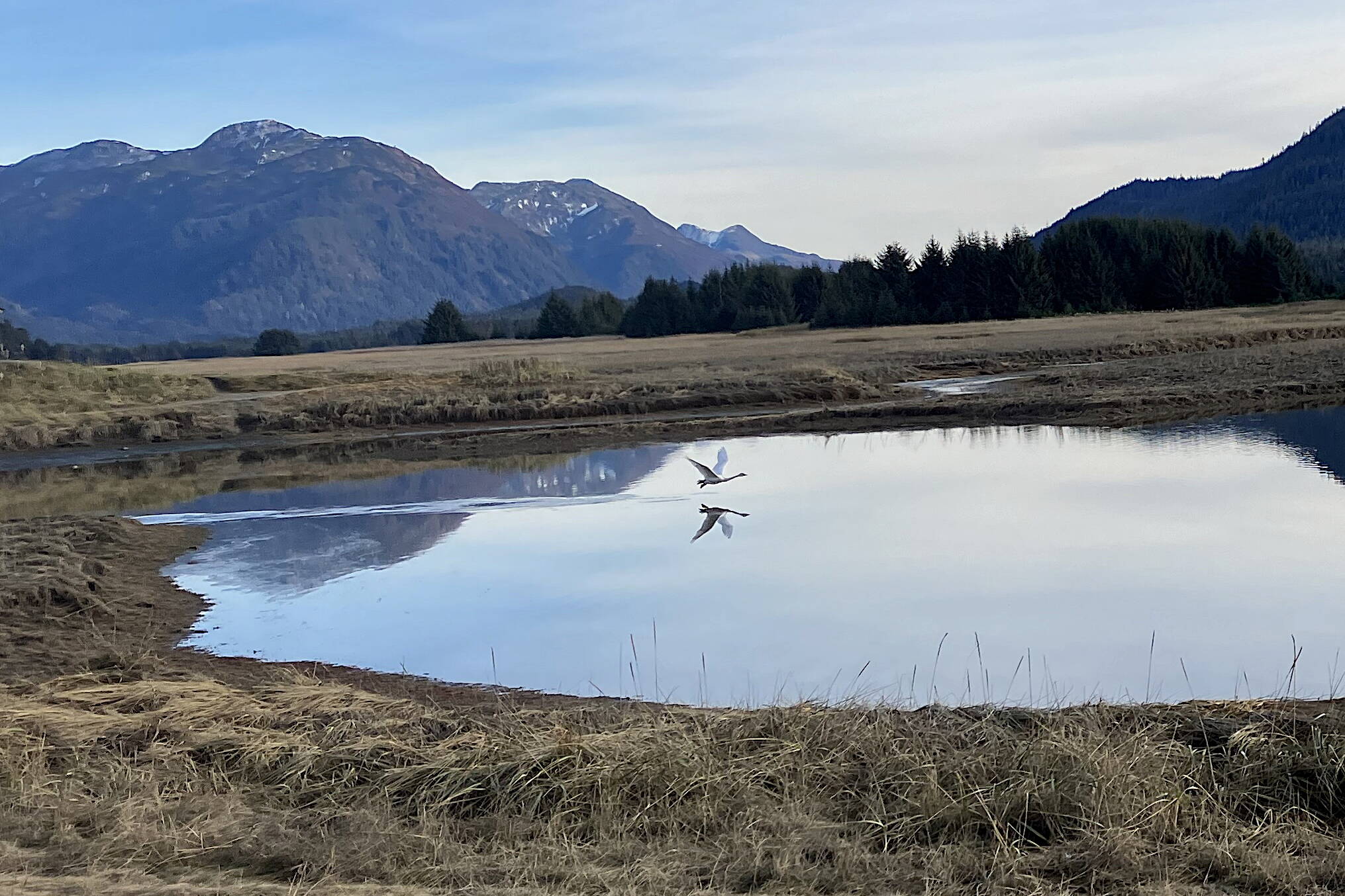 A swan and its reflection in the water shortly after takeoff near the Airport Dike Trail on Nov 3. (Photo by Tony Sholty)