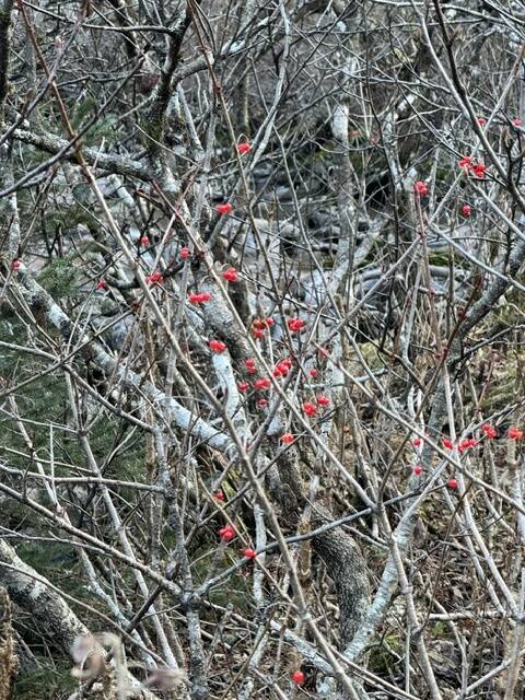 With all of the foliage gone, the highbush cranberries are much easier to see along Perseverance Trail on Nov. 4. (Photo by Deana Barajas)