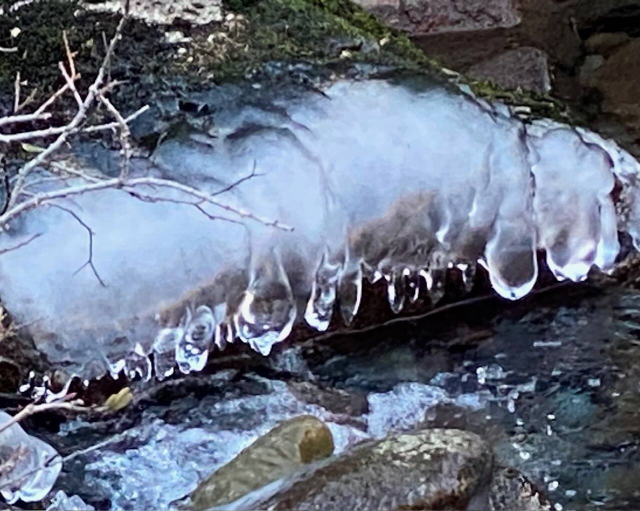 Frozen fingers of ice in Gold Creek seen on Oct. 25. (Photo by Denise Carroll)