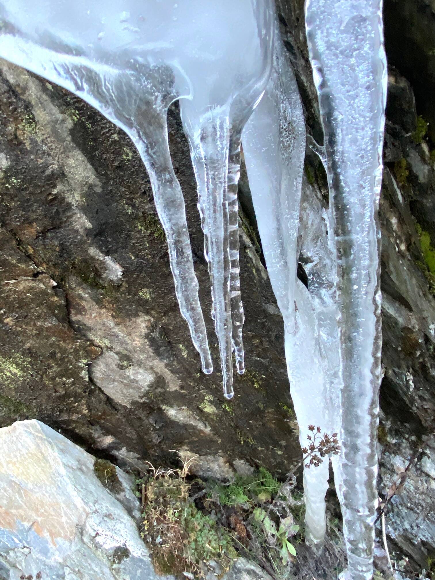 Icy fingers stretch to meet the ground along Perseverance Trail on Oct. 25. (Photo by Denise Carroll)