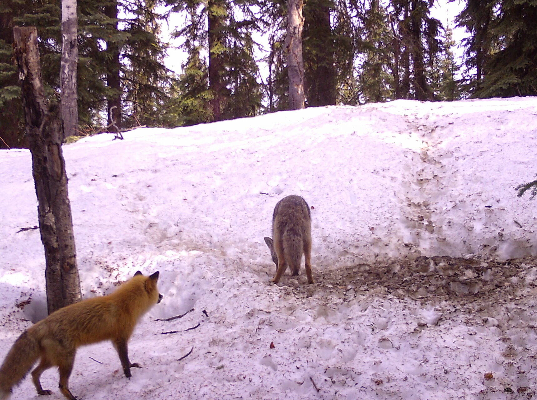 A red fox encounters a coyote that is examining its den site in Interior Alaska. (Photo by Ned Rozell)