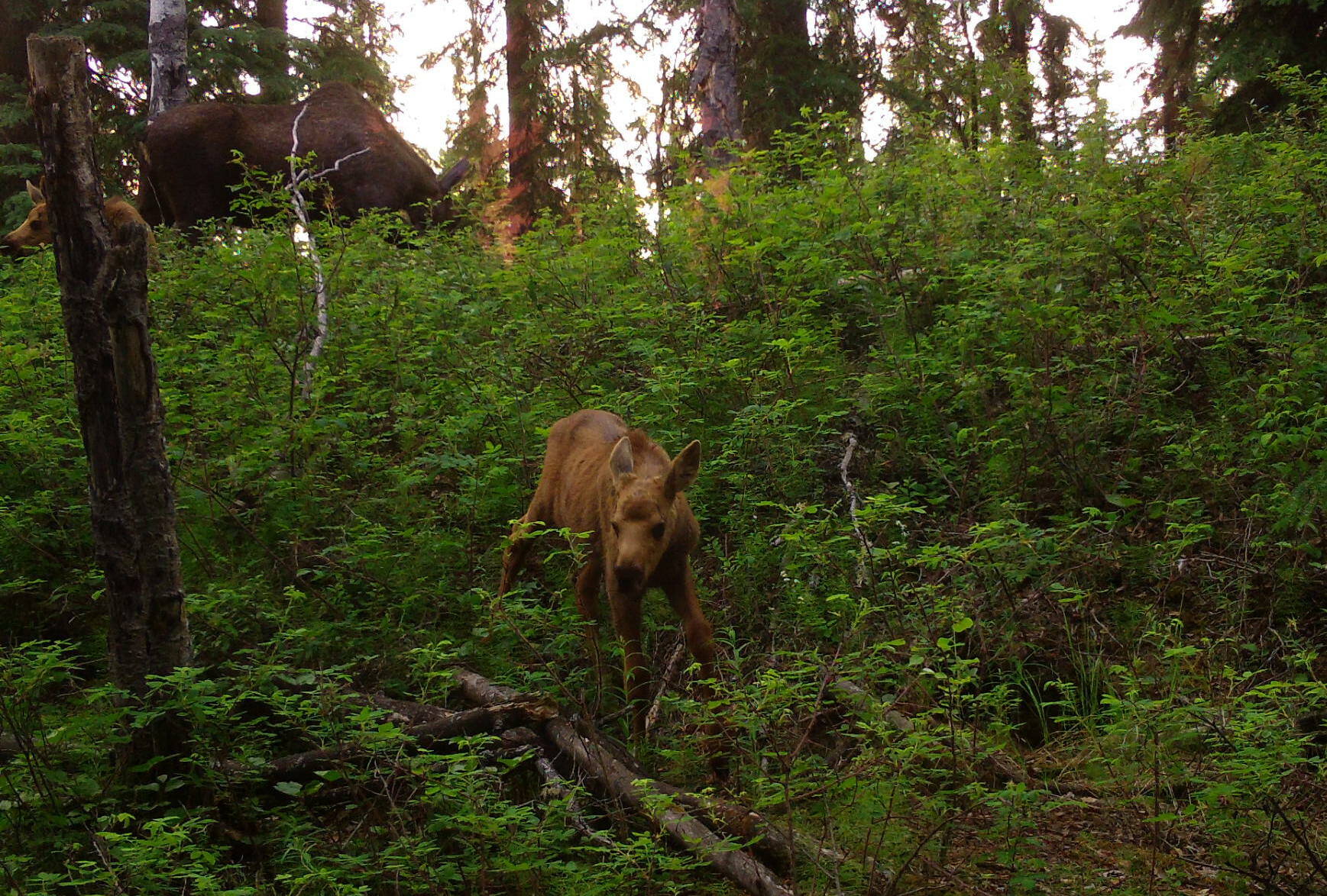 A baby moose wanders near a fox den during its first few days of existence with its mother and twin (above) in Interior Alaska. (Photo by Ned Rozell)