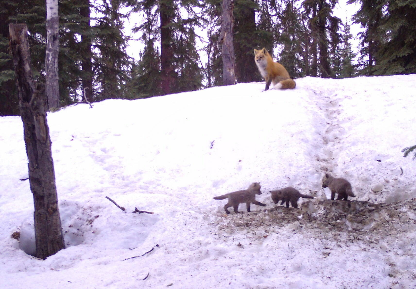 Three fox kits emerge from their birthing den while a parent fox watches from above in Interior Alaska. (Photo by Ned Rozell)