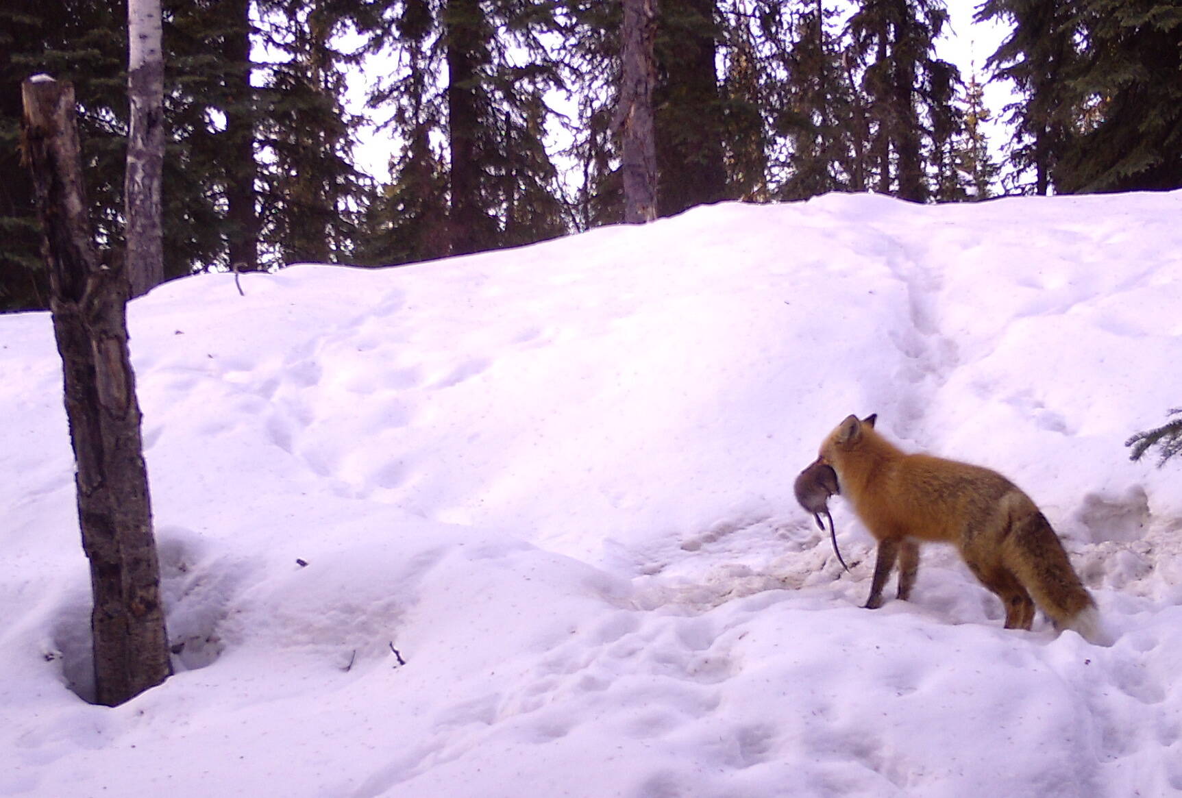 A red fox carries a muskrat to a birthing den in Interior Alaska. (Photo by Ned Rozell)