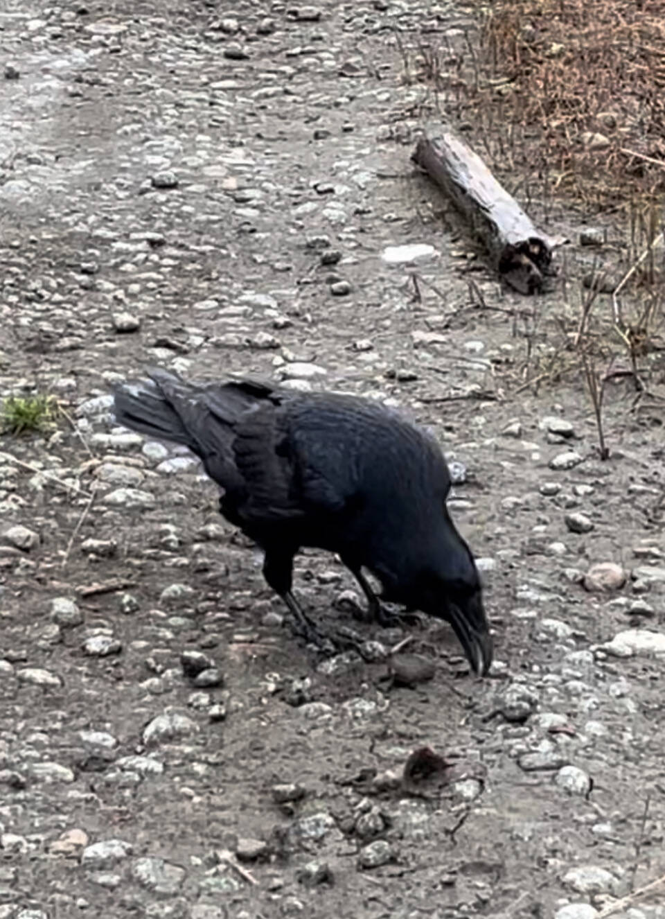 A calm raven foraged for tiny earthworms not far from the observers. (Photo by KMHocker)