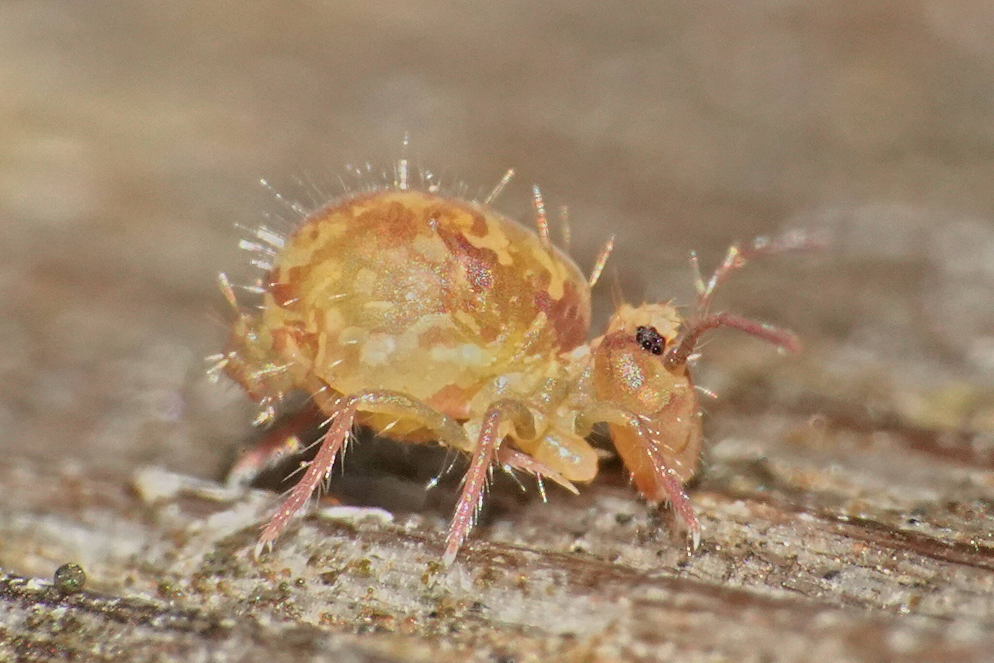 A springtail perches on a wood railing, perhaps to eat microalgae. (Photo by Bob Armstrong)