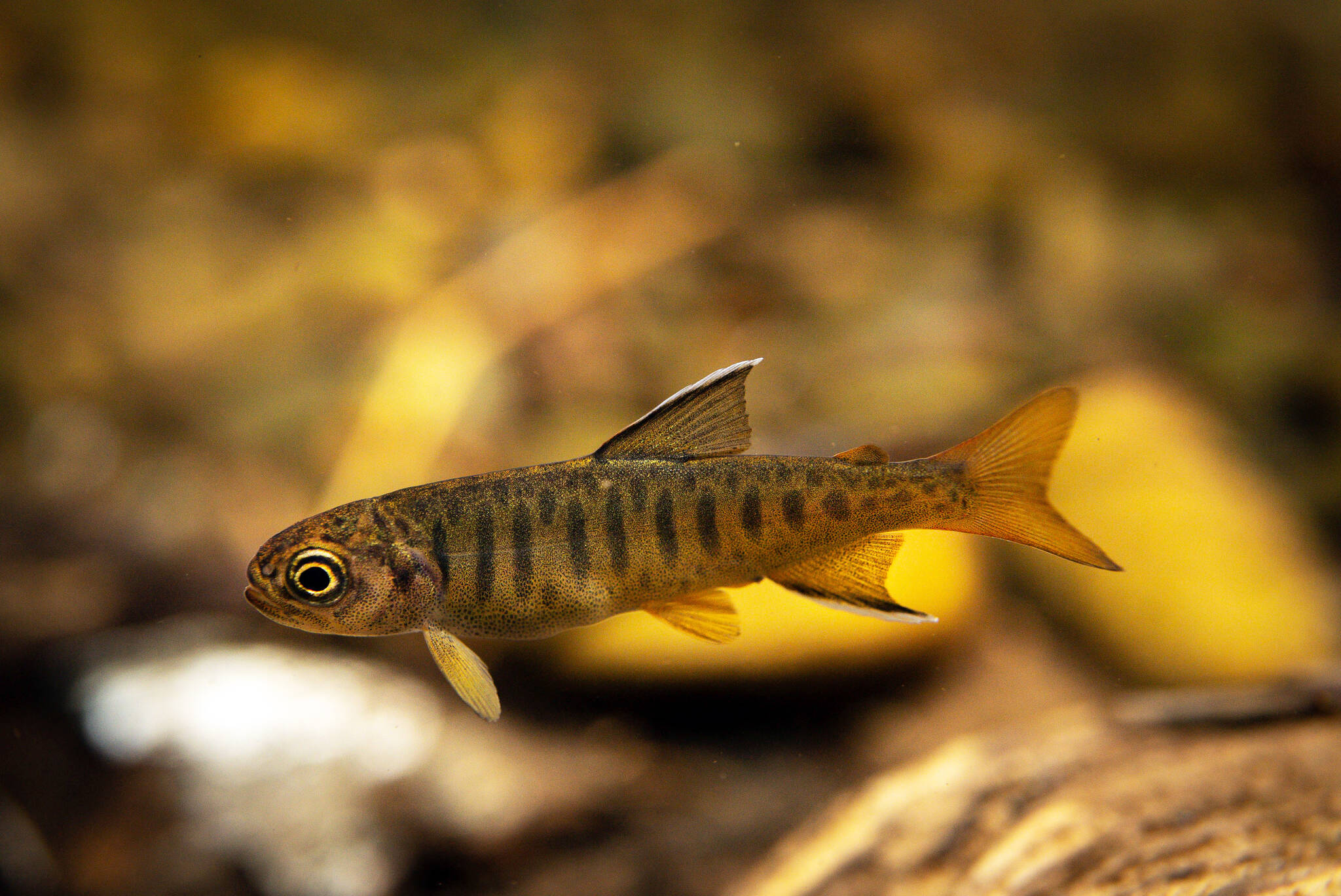 A juvenile coho salmon rests in an eddy in Shorty Creek on Kuiu Island. (Photo by Lee House)