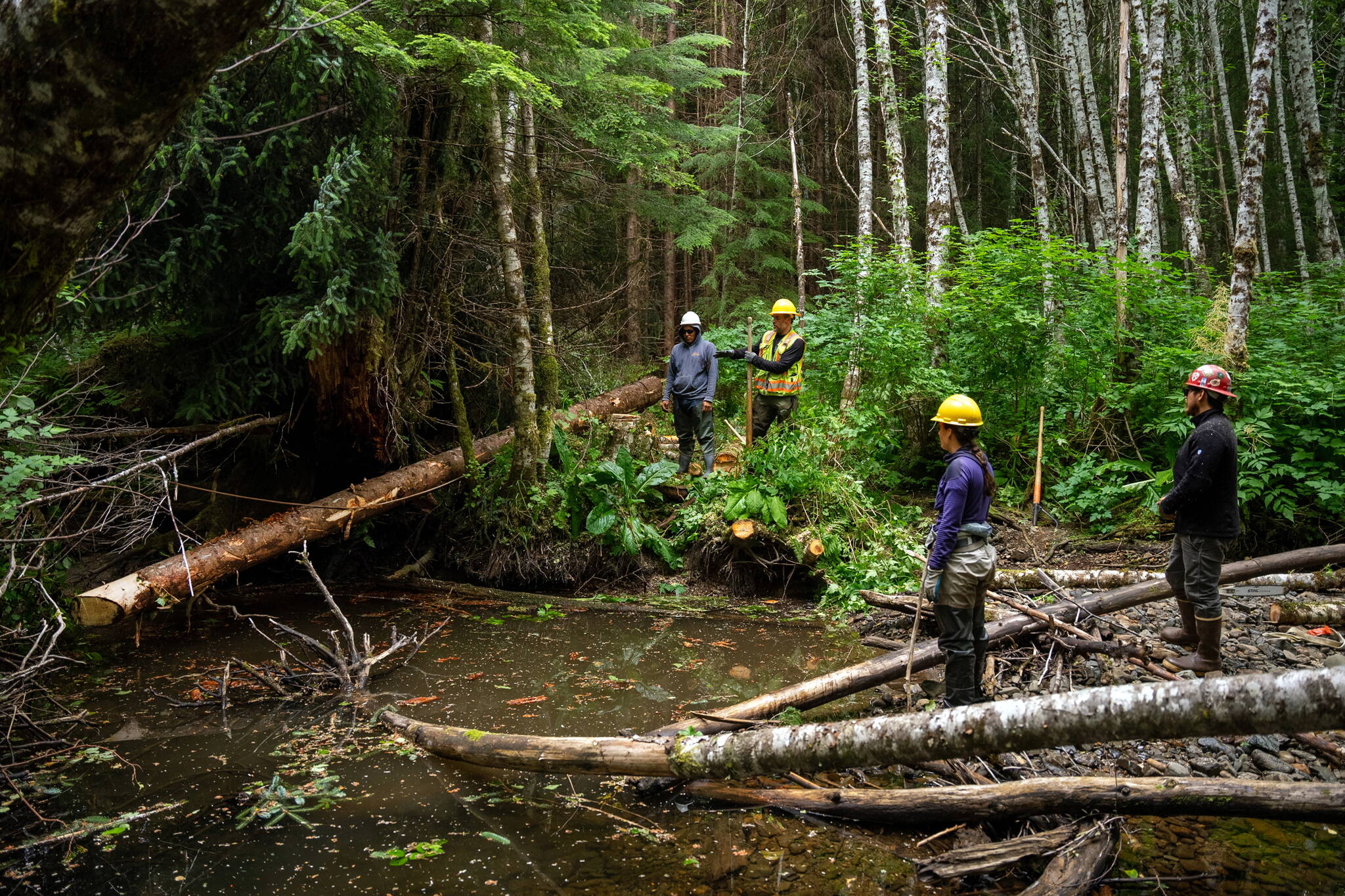 From left to right, Robert Hughes (KKCFP), Eric Castro (USFS), Kelsey Dean (SAWC) and Angelo Lerma (KKCFP) pause to assess the placement of a log into Shorty Creek on Kuiu Island. Adding wood to streams helps build salmon habitat, and adds flood-resilient structure to the stream and banks. (Photo by Lee House)