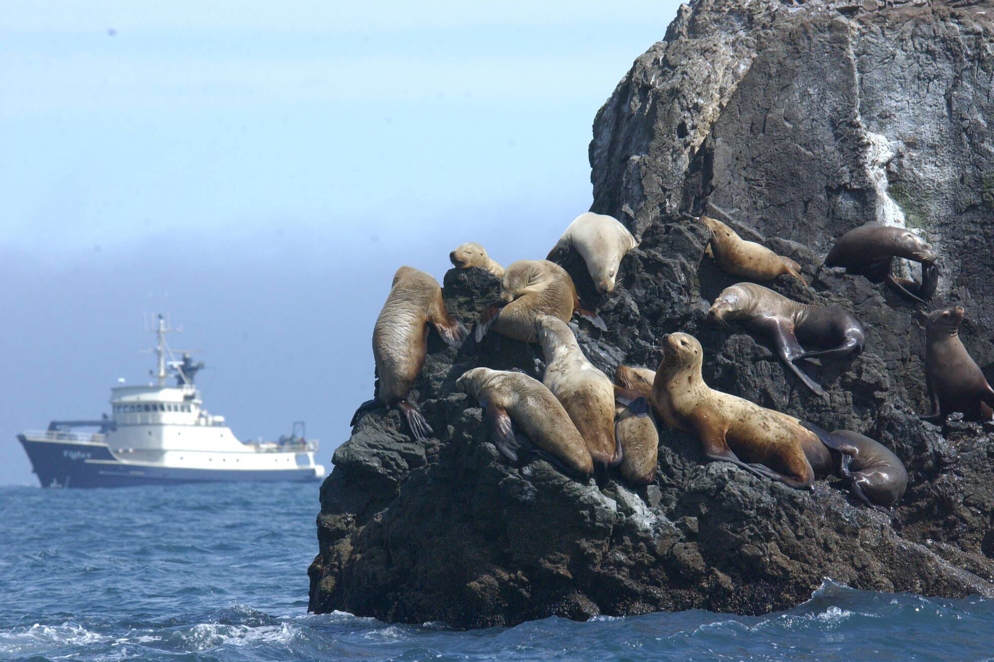 Steller sea lions bask on rocks in the Gulf of Alaska on June 29, 2003, with the research vessel Tiglax sailing in the background. Of all NOAA-managed Alaska marine mammals, Steller sea lions were the most frequent victims of human-caused deaths and serious injuries, according to a newly released five-year report. (Photo provided by U.S. Fish and Wildlife Service)
